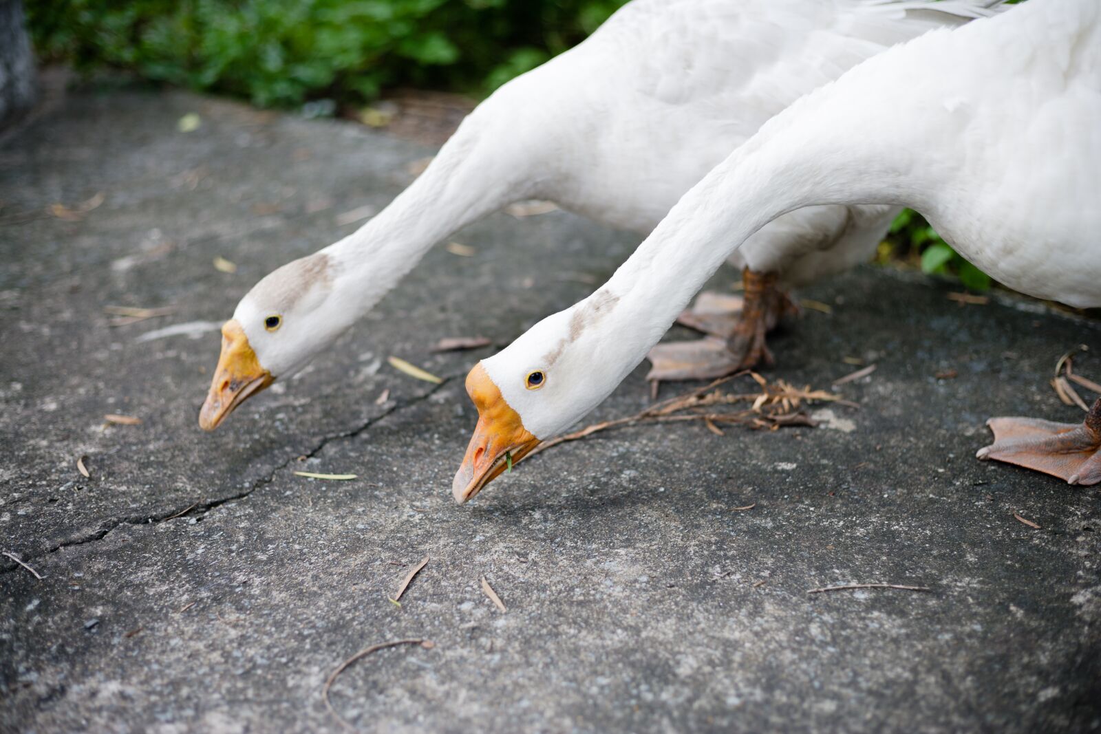 Canon EOS-1Ds Mark II sample photo. Swan, white, nature photography