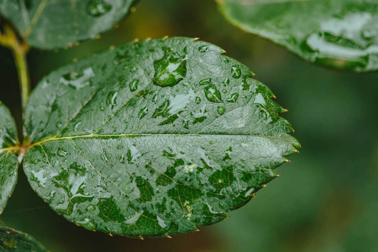 Canon EF 100mm F2.8 Macro USM sample photo. Dew, ecology, horizontal, moisture photography