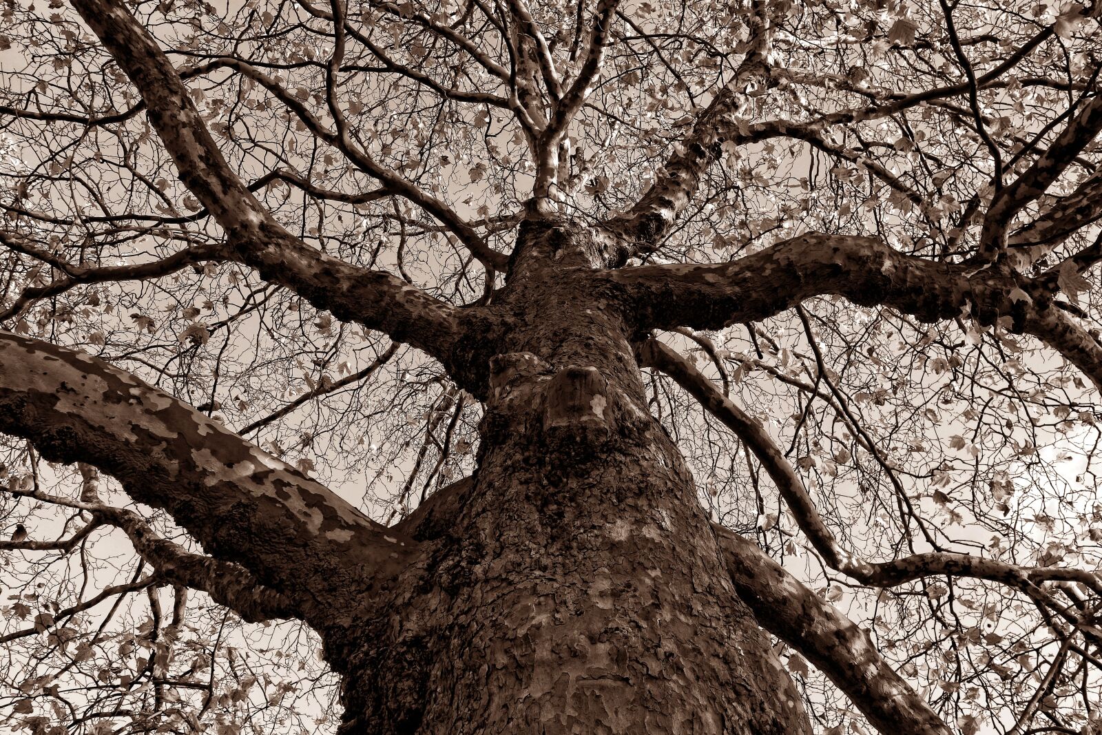 Sony Cyber-shot DSC-RX100 sample photo. Tree, trunk, gnarled photography