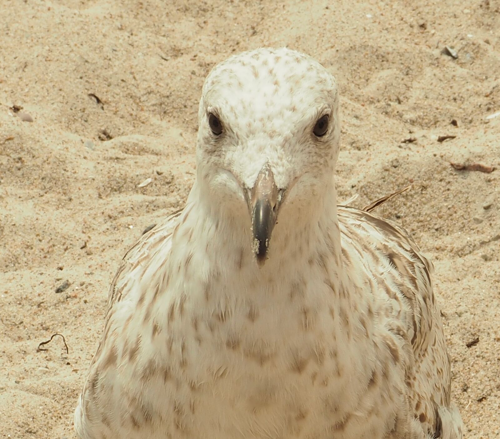 Olympus OM-D E-M10 sample photo. Seagull, seevogel, beach photography