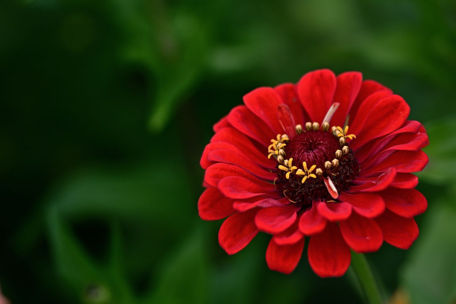 Nikon D5200 sample photo. Zinnia, red, garden photography
