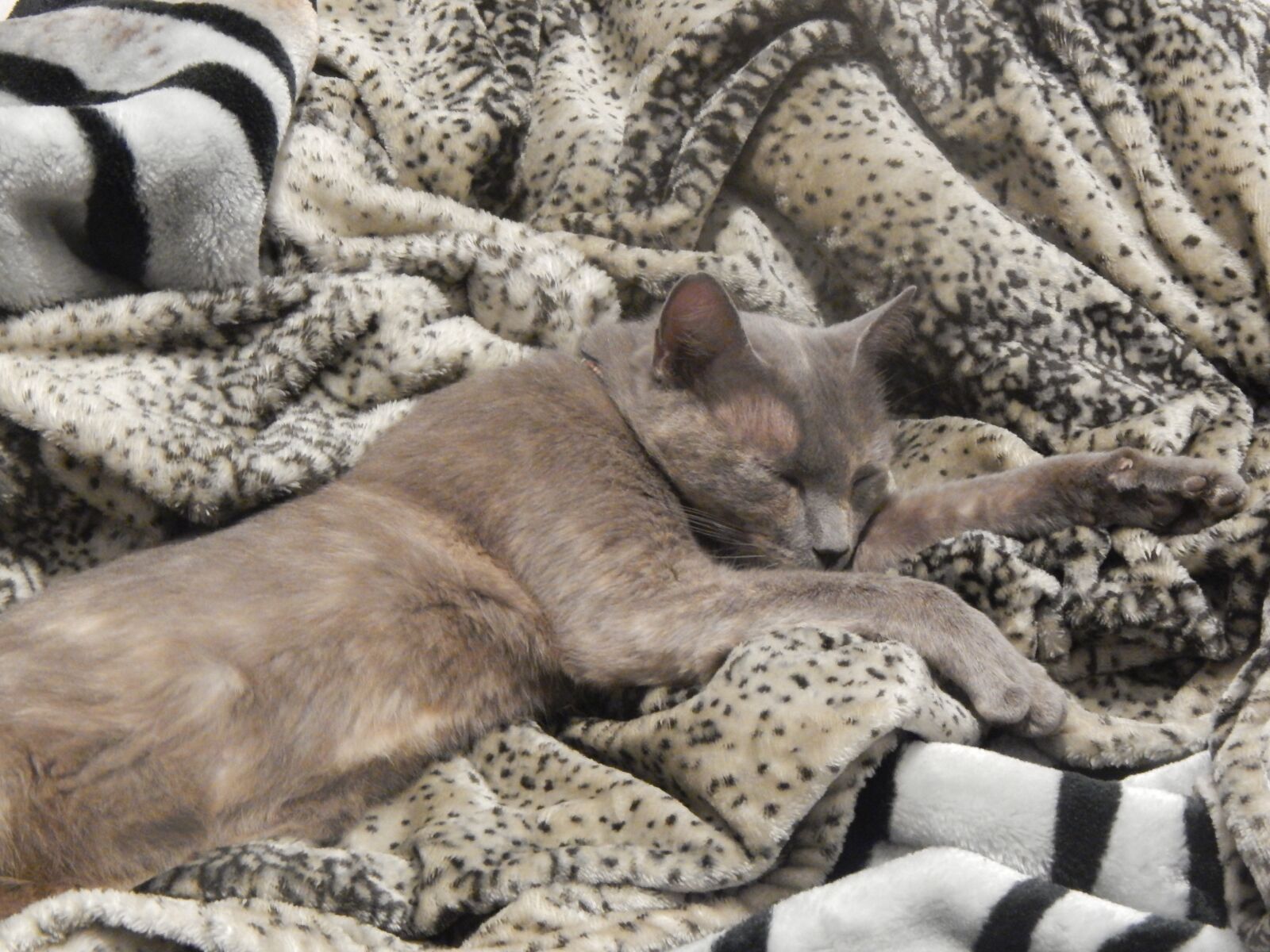 Nikon Coolpix L820 sample photo. Gata, grey, sleeping photography