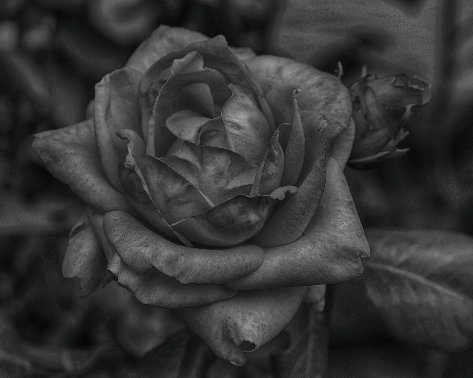 Nikon D5300 sample photo. Black and white, hdr photography