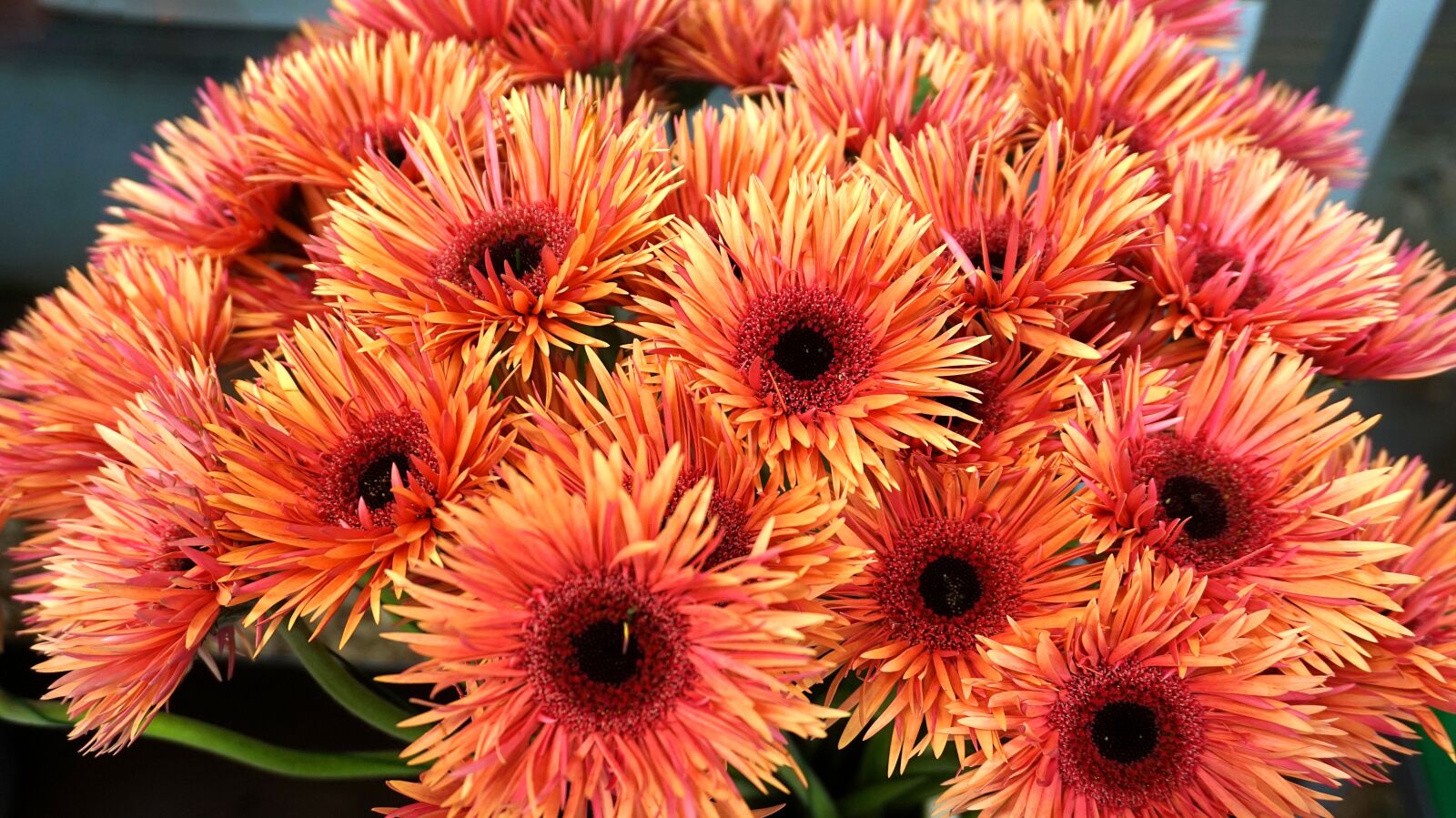 Sony Alpha a5000 (ILCE 5000) sample photo. Flowers, blossom, bloom photography