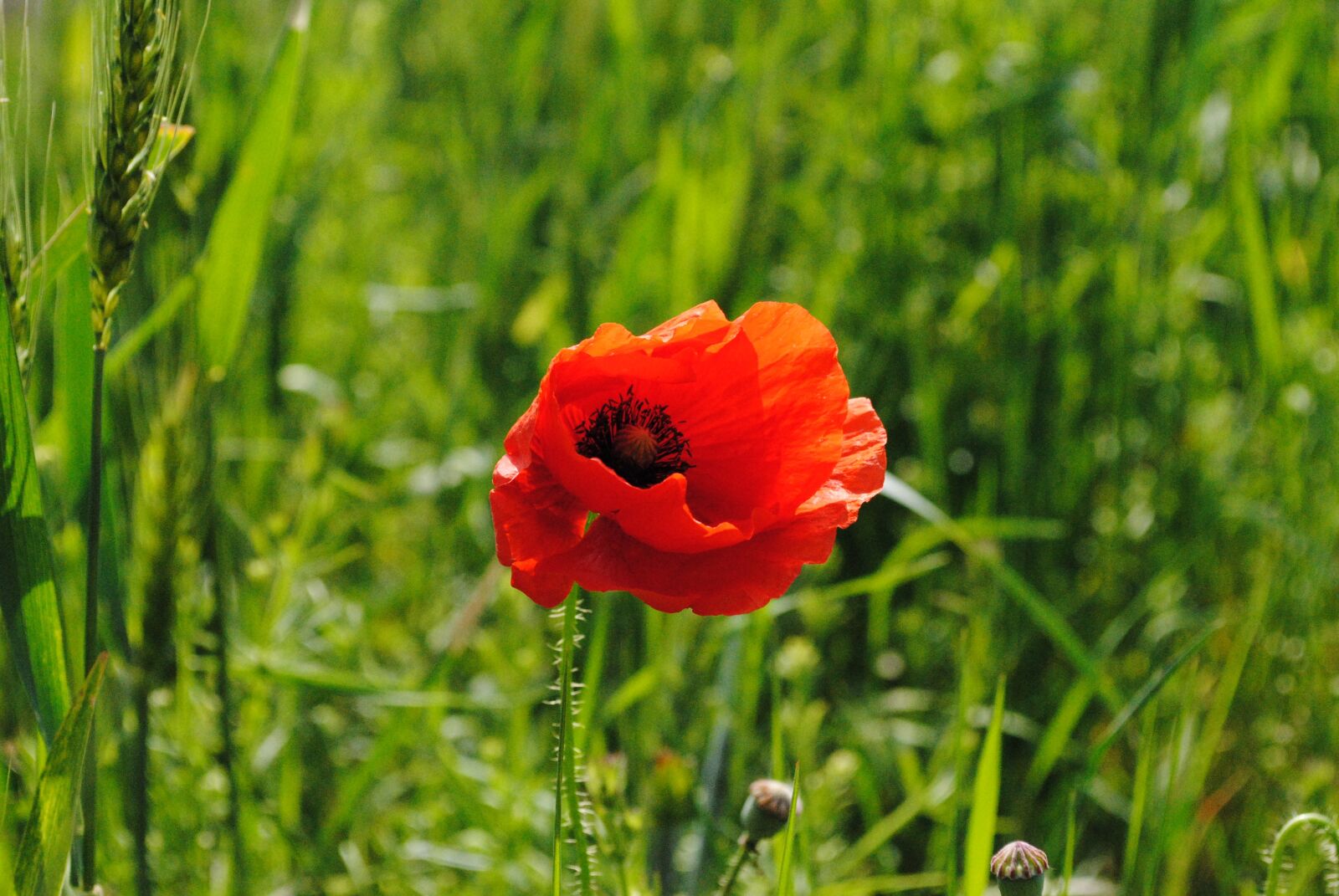 Nikon D3000 sample photo. Poppy, red, green photography