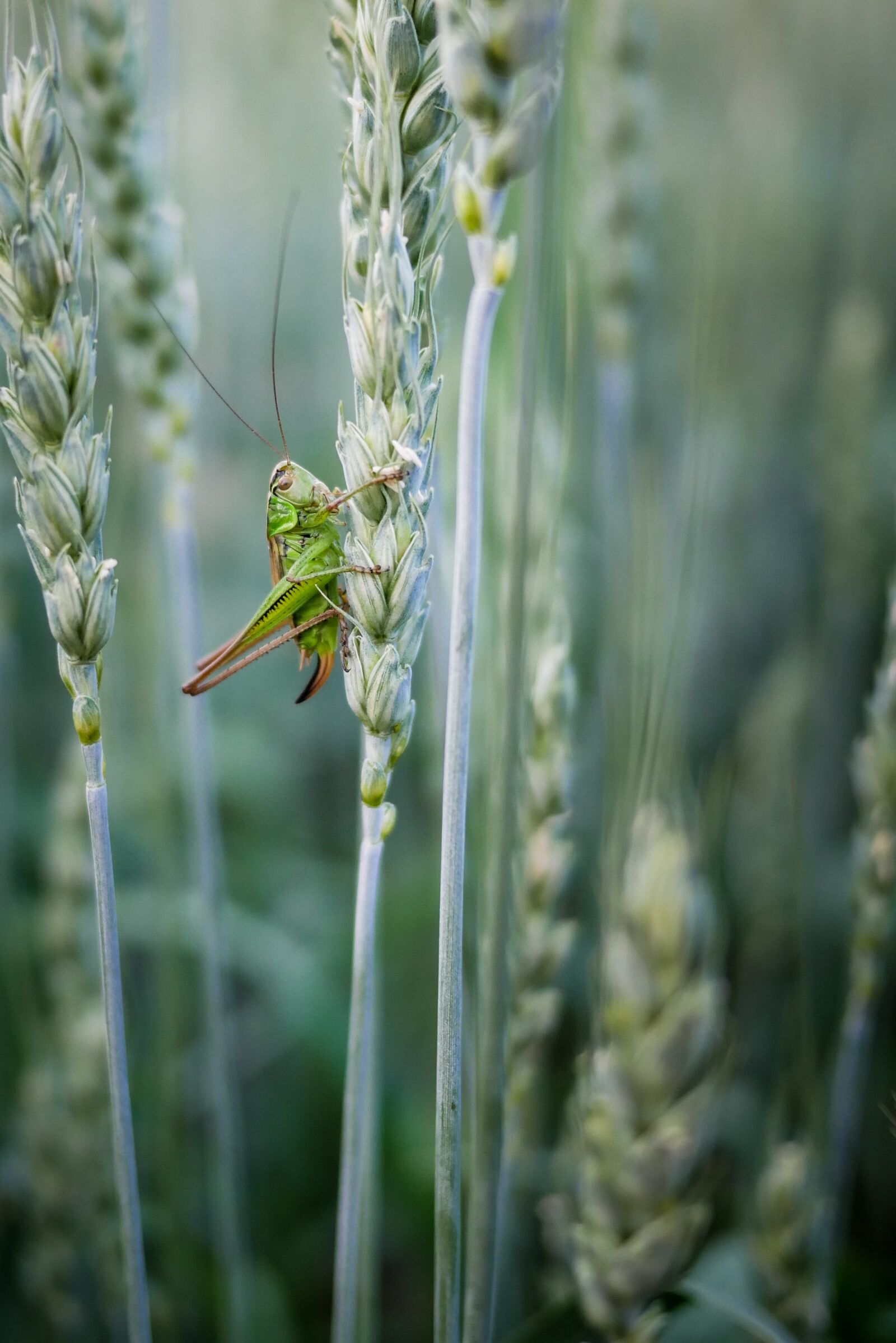 LUMIX G 20/F1.7 II sample photo. Cricket, corn, green photography