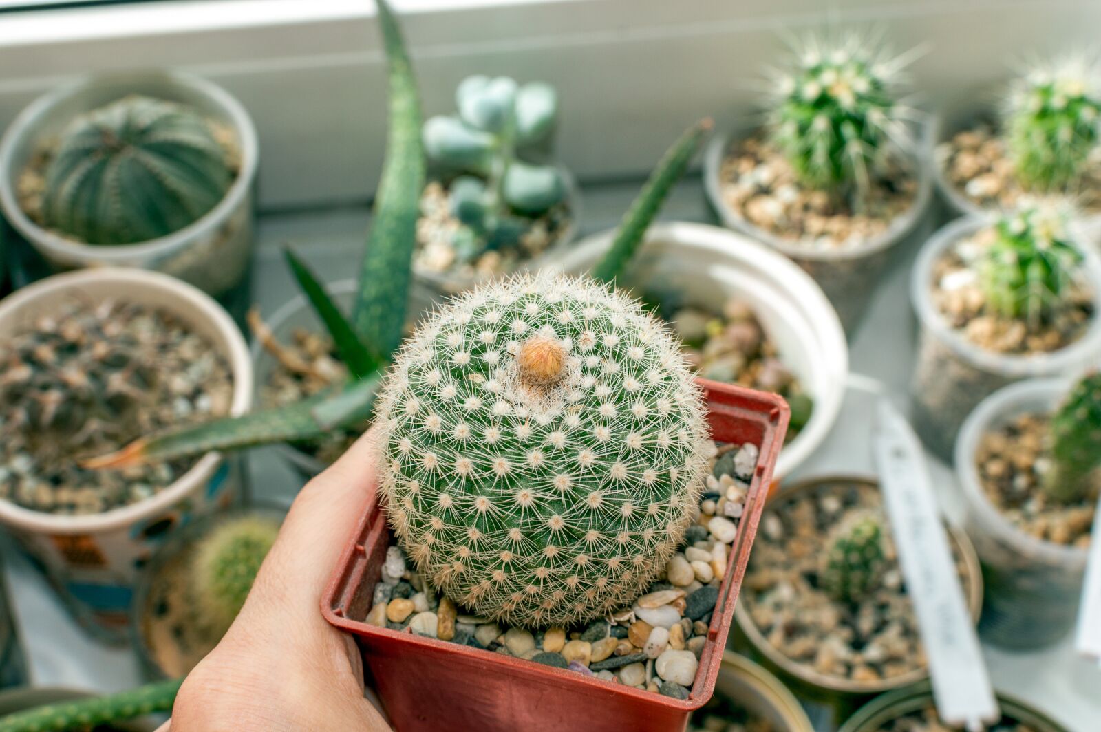 Nikon D3200 sample photo. Cactus, bud, bloom photography