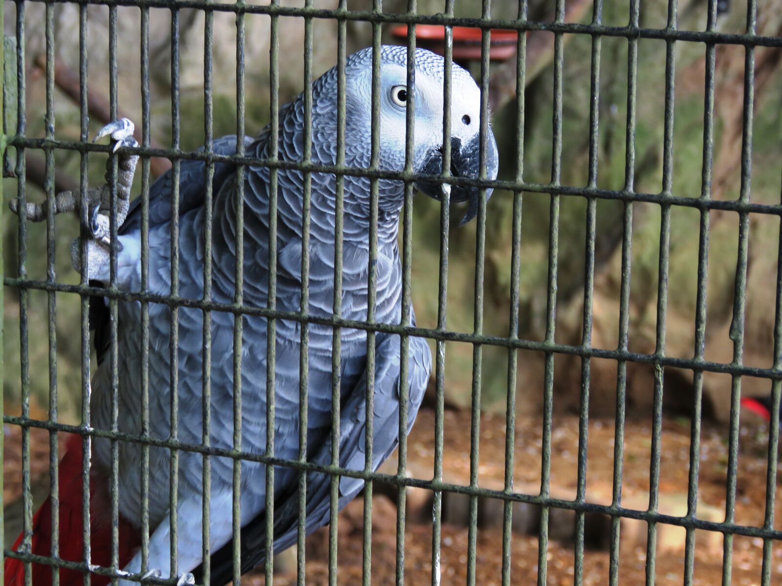 Canon PowerShot SX60 HS sample photo. Parrot, green, jail photography