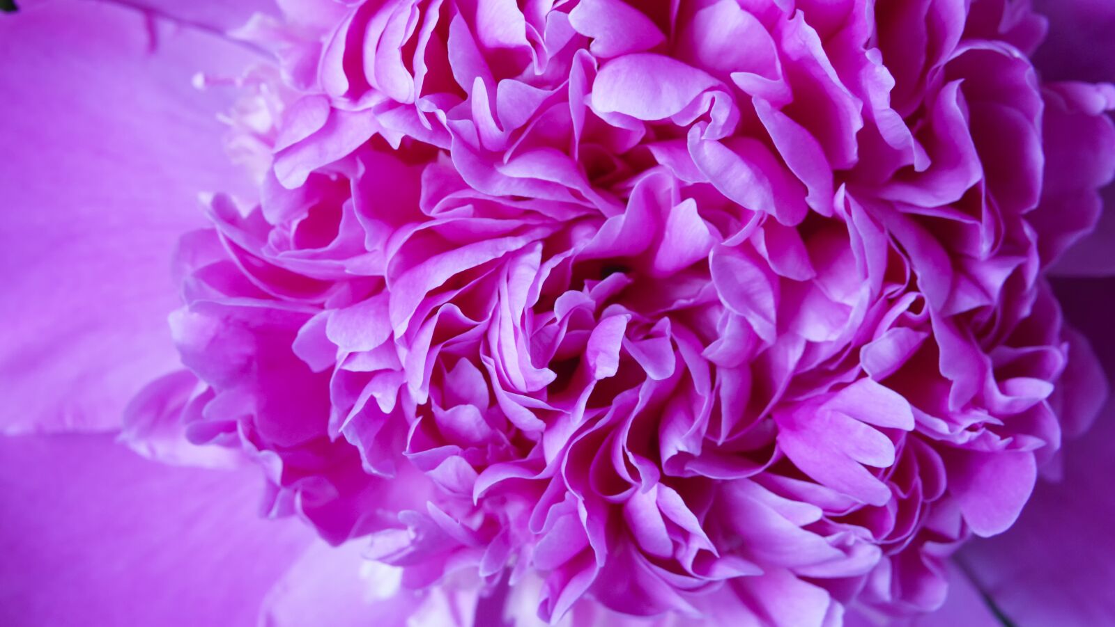 Sony Cyber-shot DSC-RX10 III sample photo. Flower, peony, background photography