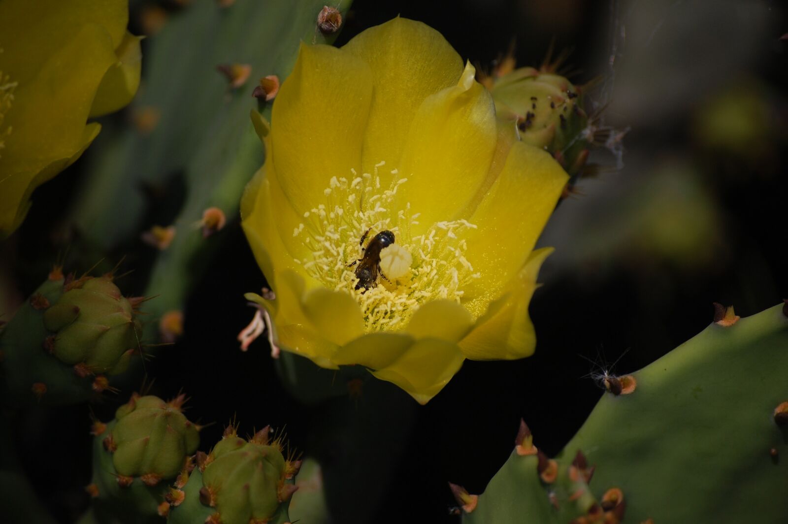 Nikon D40 sample photo. Cactus, bee, flower photography