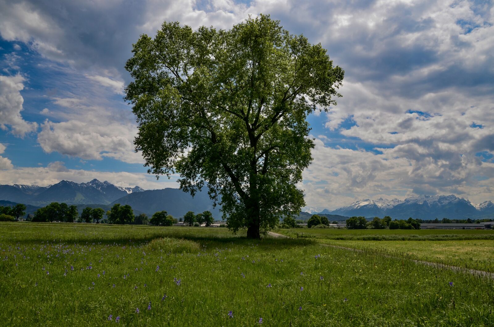 Nikon D7000 sample photo. Tree, meadow, landscape photography