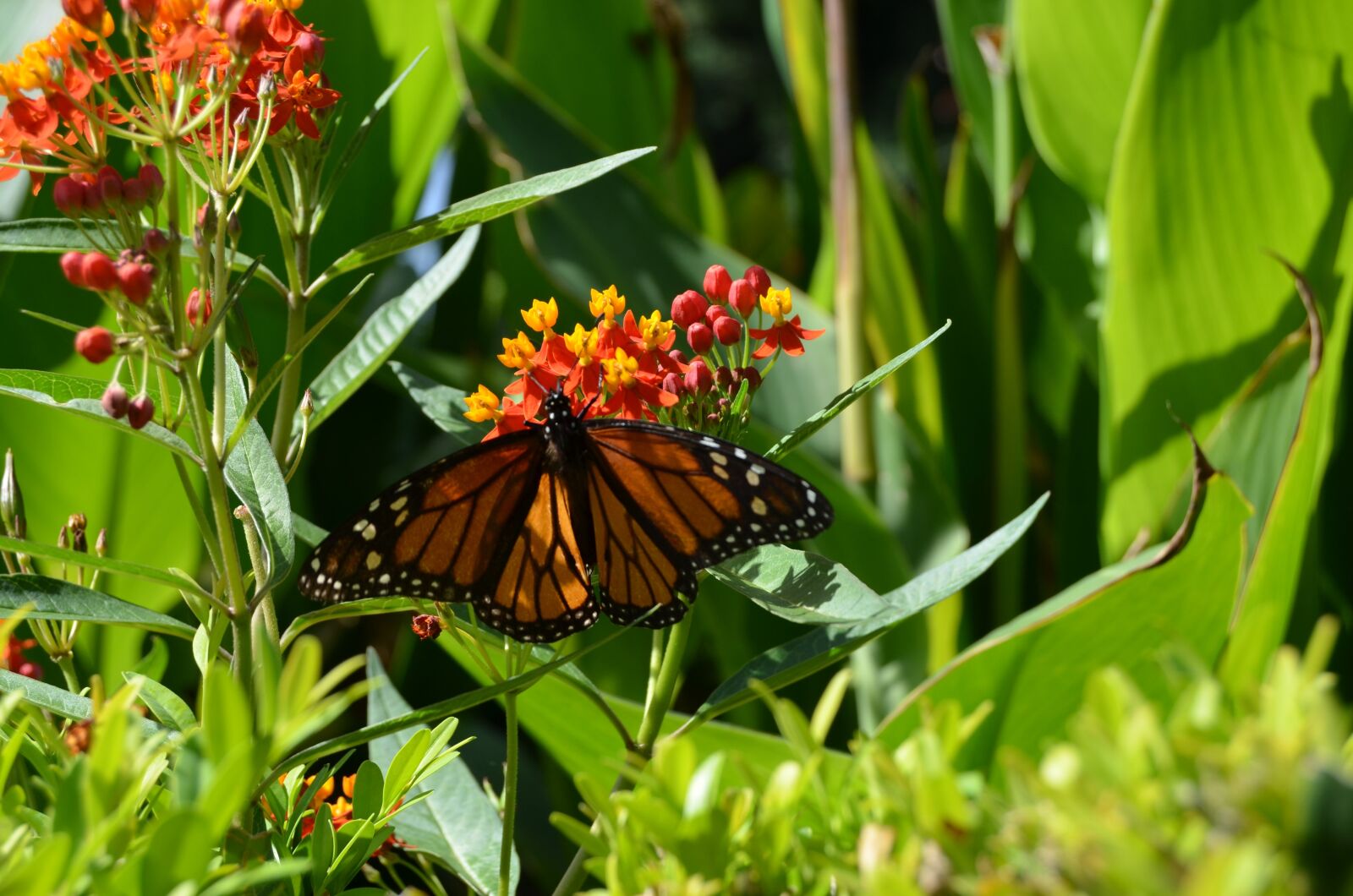 Nikon D5100 sample photo. Plant, vegetation, flower photography