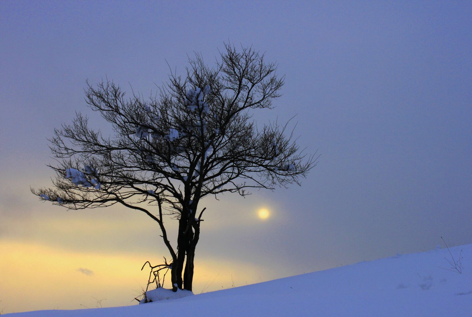 Canon EOS 500D (EOS Rebel T1i / EOS Kiss X3) sample photo. Tree, winter, solar photography