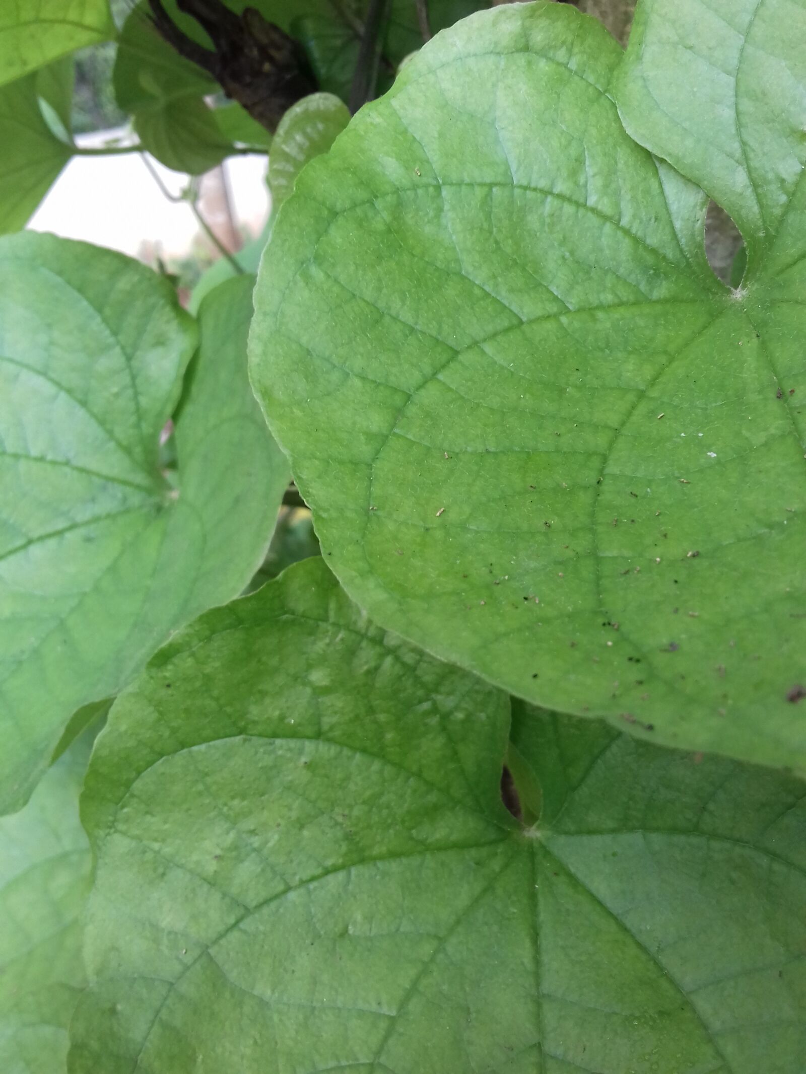 Samsung Galaxy J3(2016) sample photo. Leafs, green, nature photography