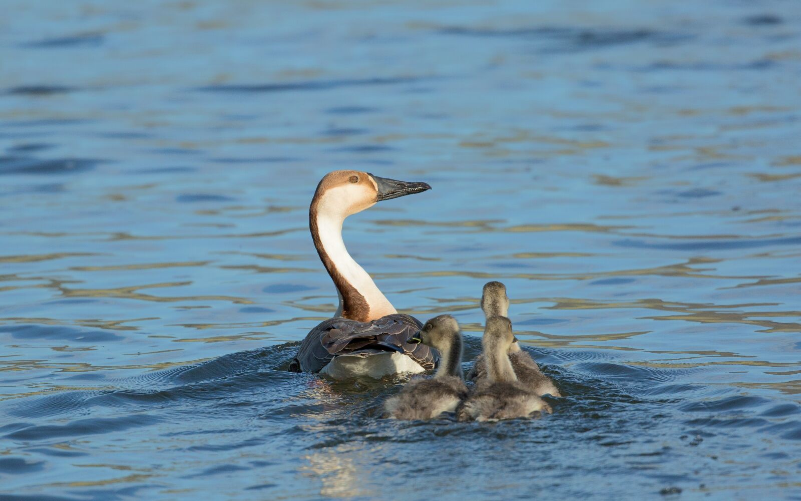 Canon EOS 5D Mark III sample photo. Site camera gun, mother photography