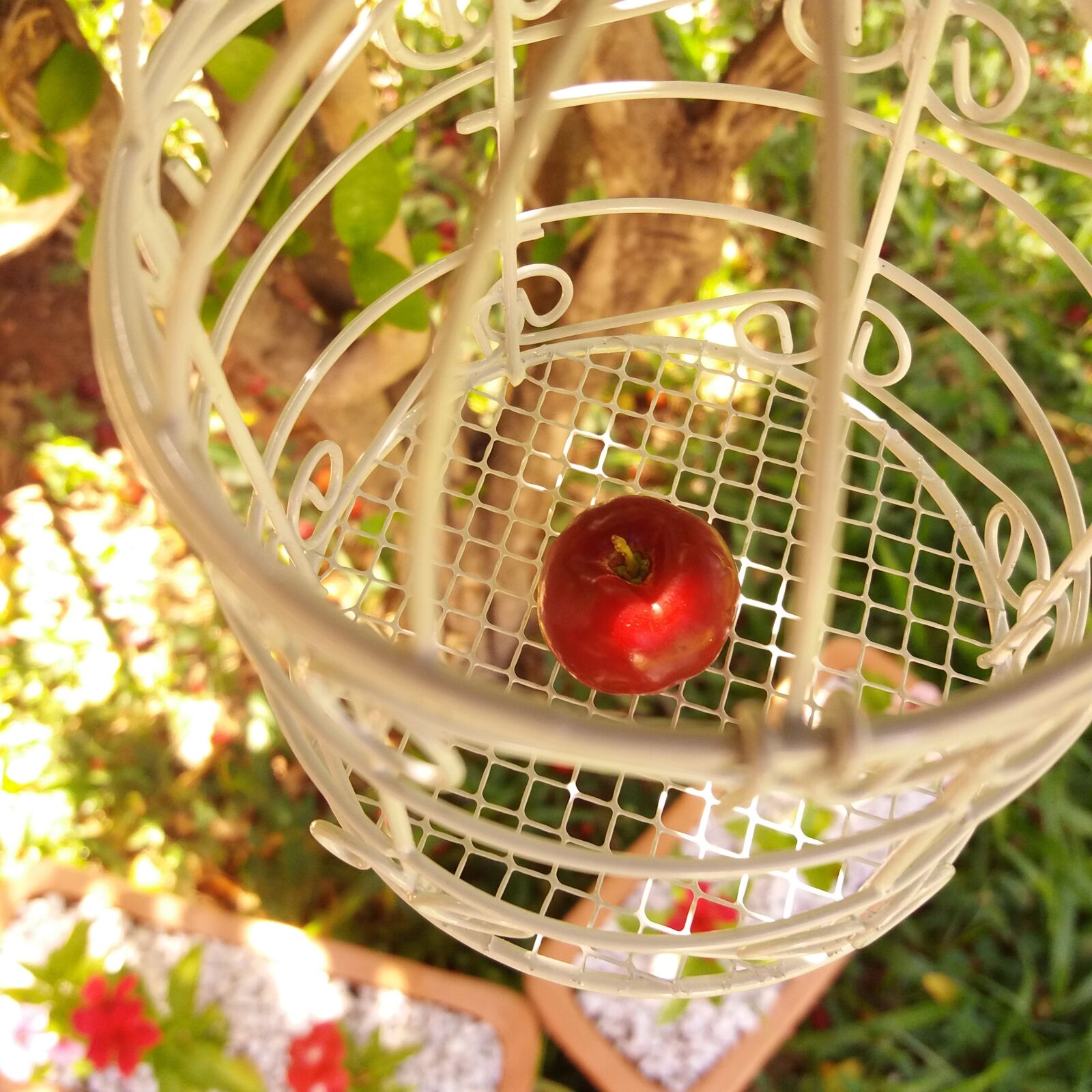 Samsung Galaxy J5(2016) sample photo. Basket, summer, nature photography