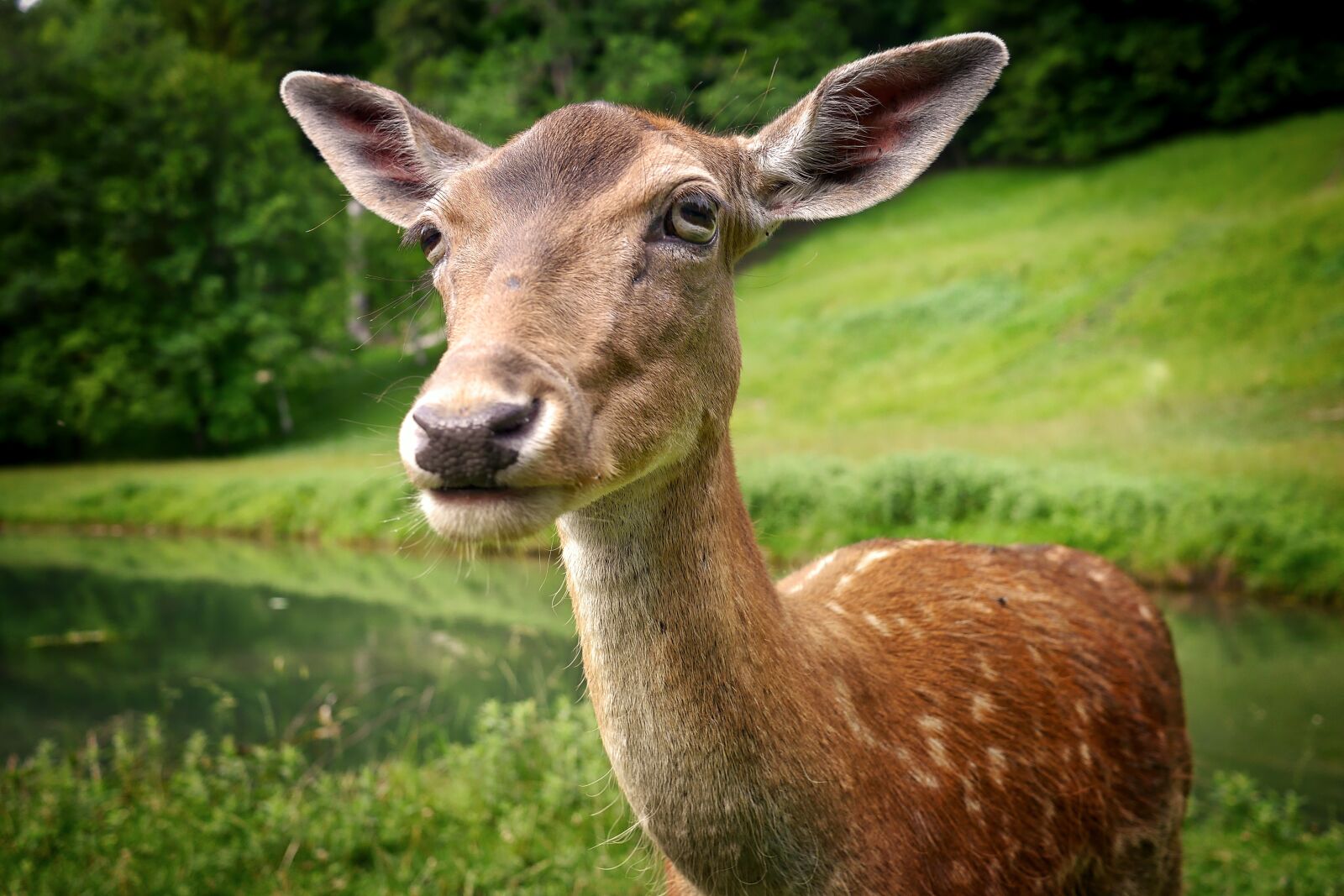 Panasonic Lumix DMC-G5 sample photo. Mammal, grass, animal photography