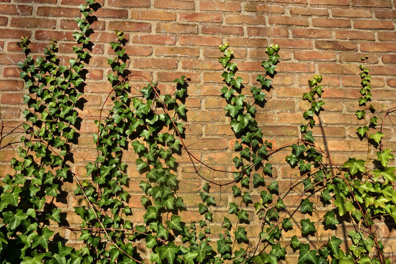 Sony Cyber-shot DSC-RX100 sample photo. Brick wall, ivy, creeper photography