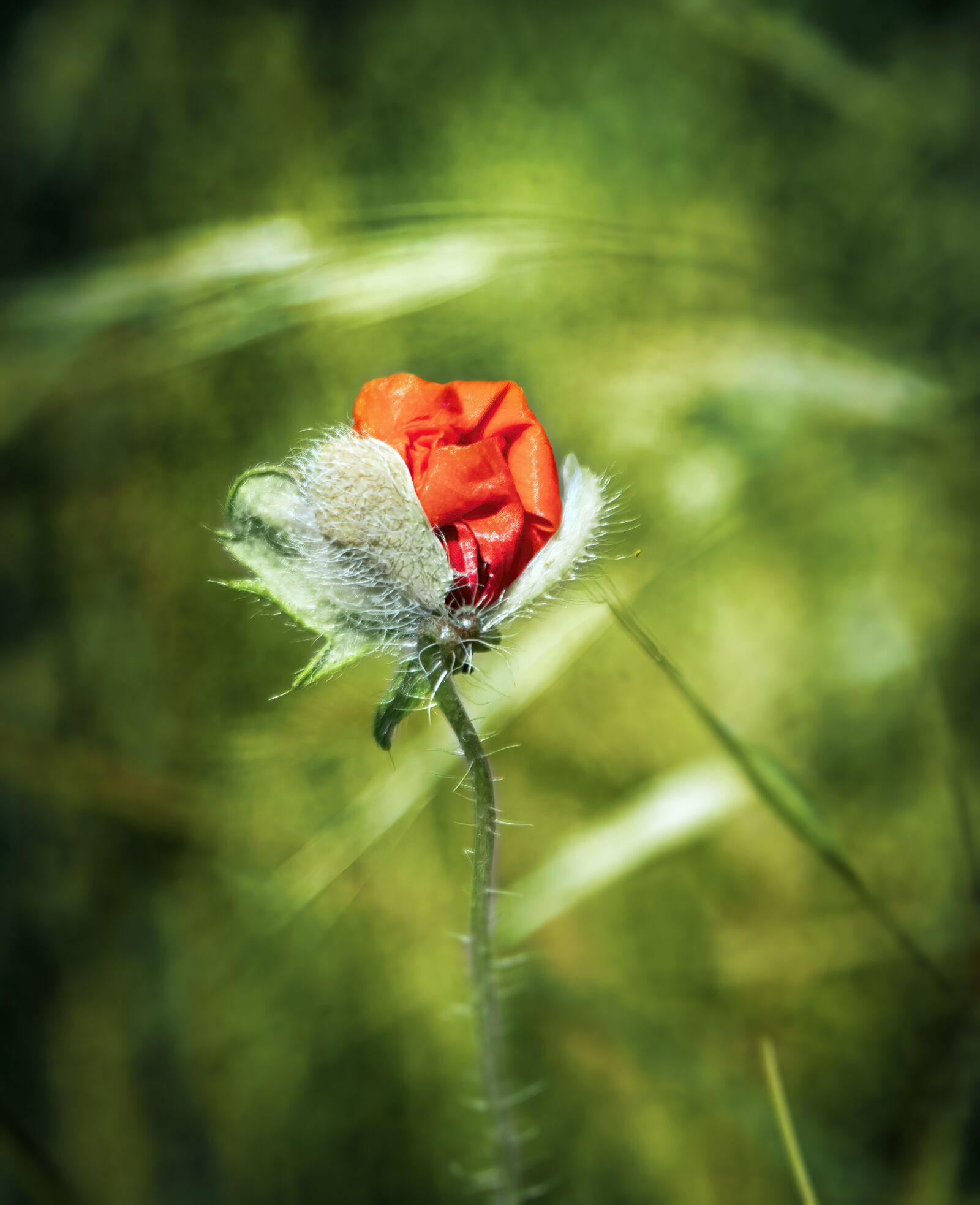 Sigma 100-400mm F5-6.3 DG OS HSM sample photo. Poppy, red, remembrance photography