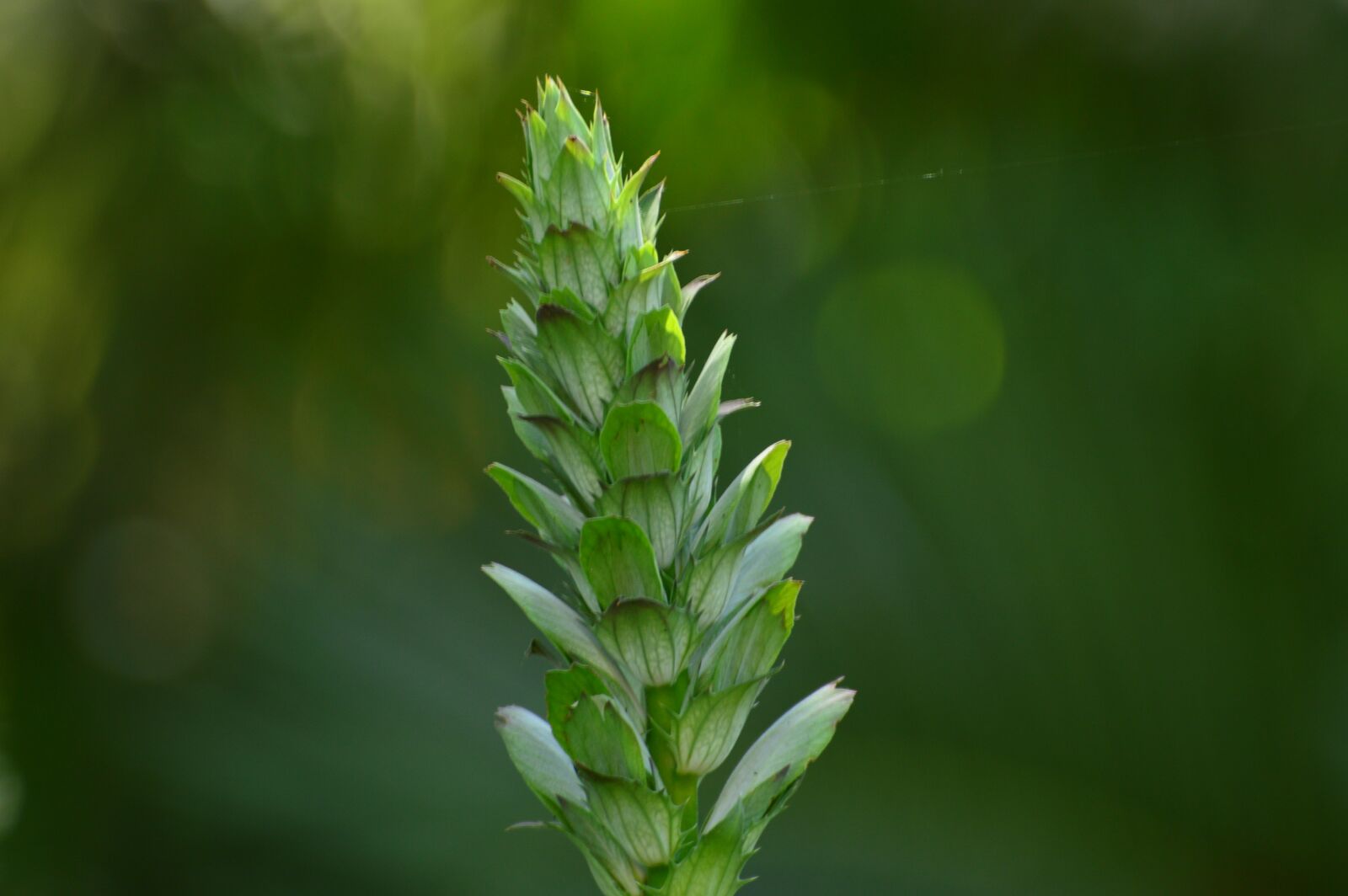 Nikon D3200 sample photo. Green flower, nature, flowers photography