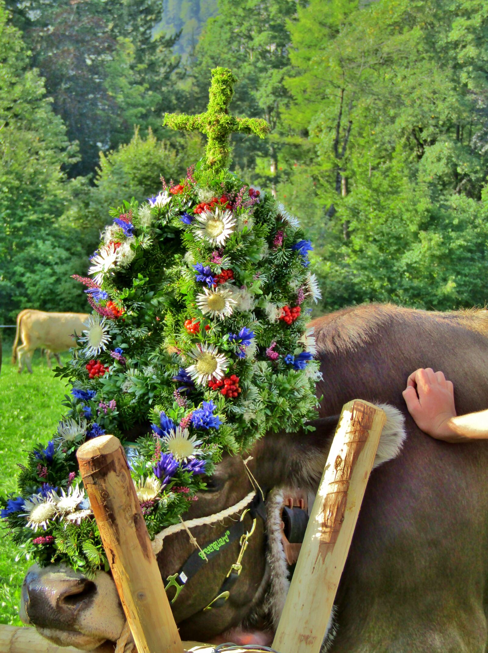 Canon POWERSHOT SX432 IS sample photo. Viehscheid, beef, tradition photography