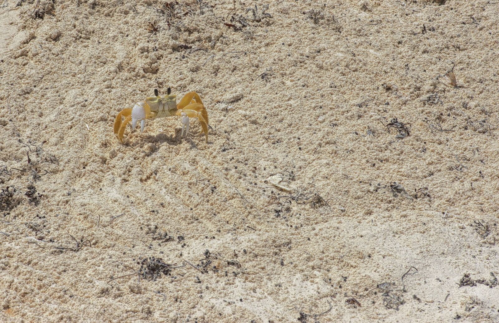 Nikon D800 sample photo. Sand, crayfish, crab photography