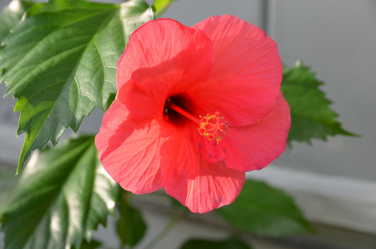 Nikon D5100 sample photo. Red flower, flower, hybiscus photography