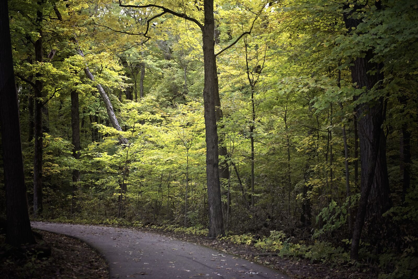 Nikon D810 sample photo. Nature, path, trail photography