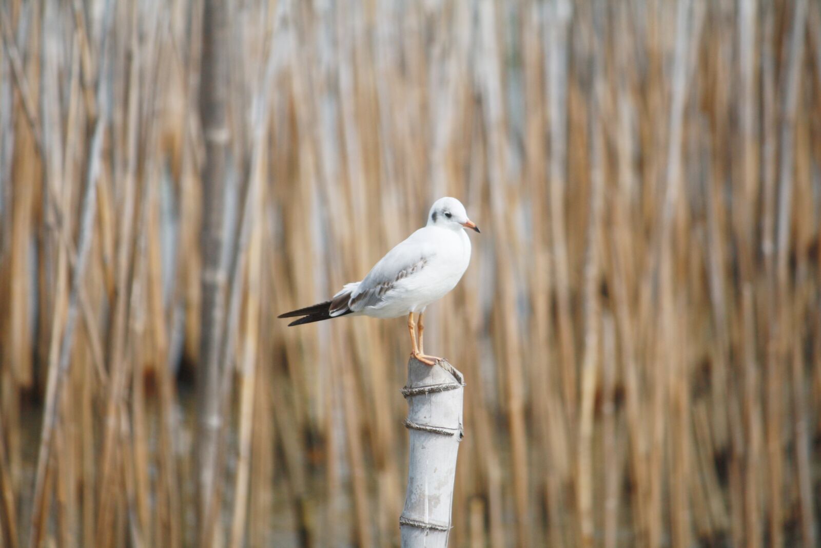 Canon EOS 1000D (EOS Digital Rebel XS / EOS Kiss F) sample photo. Seagull, sea, bird photography