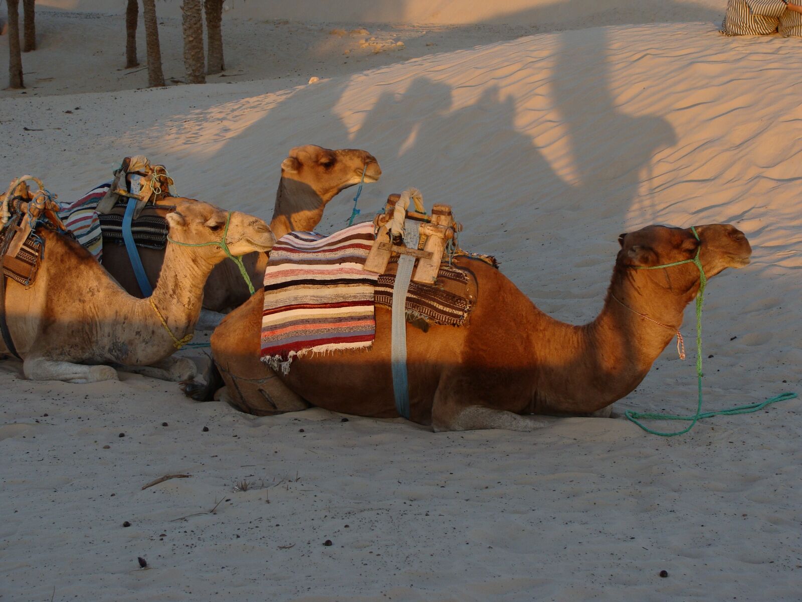 Sony Cyber-shot DSC-H10 sample photo. Camel, sand, desert photography