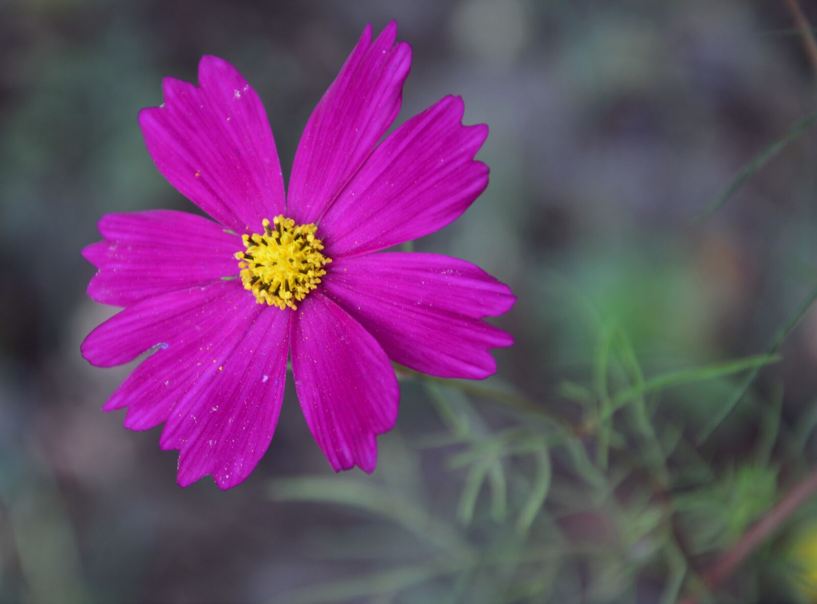 Nikon D3200 sample photo. Cosmos, pink, bloom photography