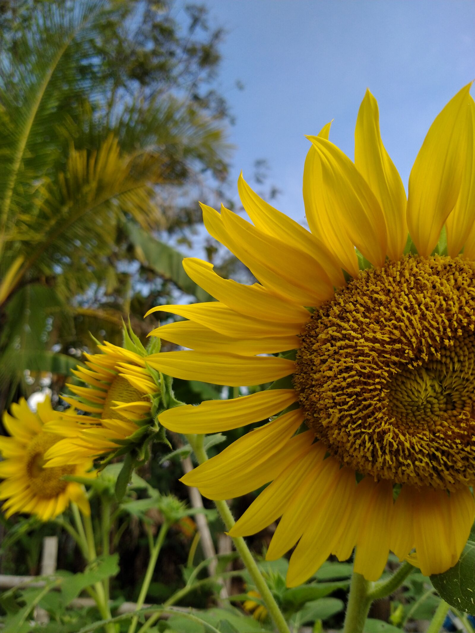 Realme 5I sample photo. Sun, sunflowers, day photography
