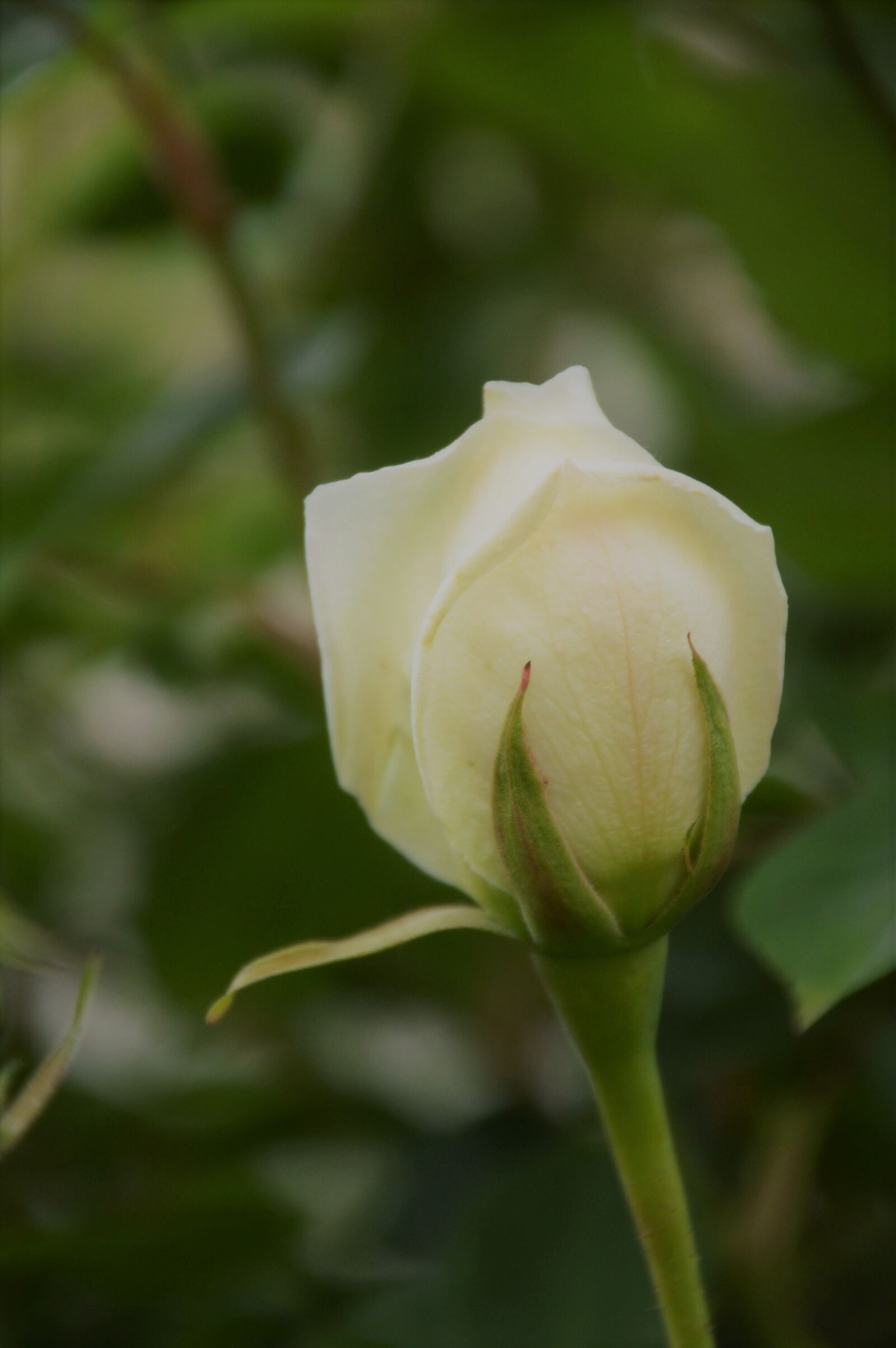 Nikon D3200 sample photo. Pink, rosebush, flower photography
