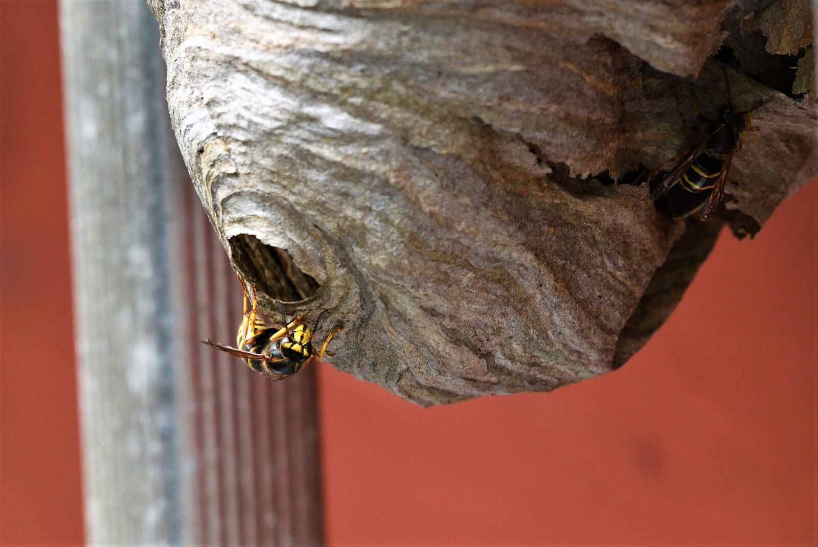 Nikon D500 sample photo. Long head wasp, medium-sized photography