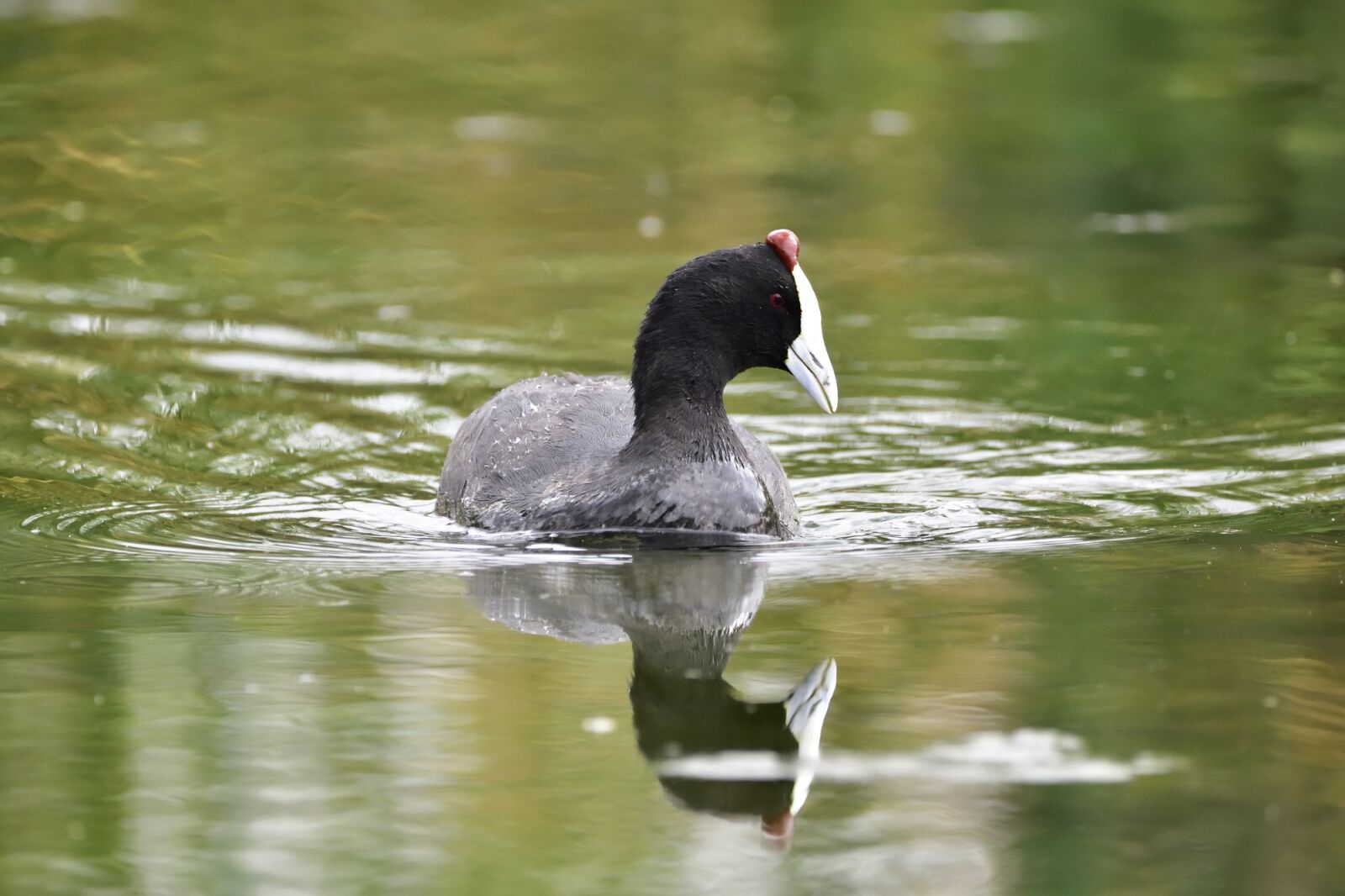 Nikon D7200 sample photo. Bird, water, reflection photography