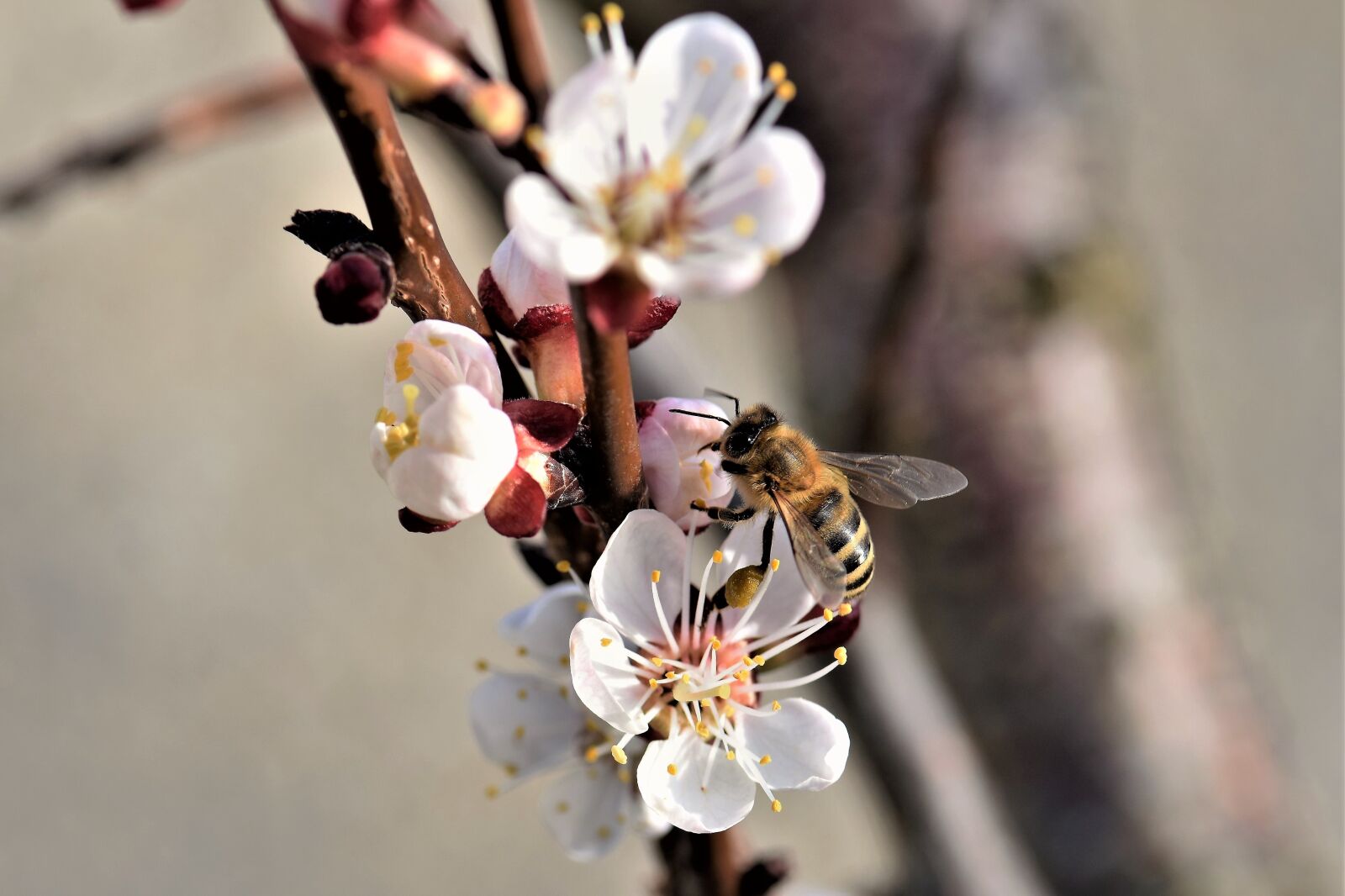 Nikon D5500 sample photo. Apricot, blossom, bloom photography