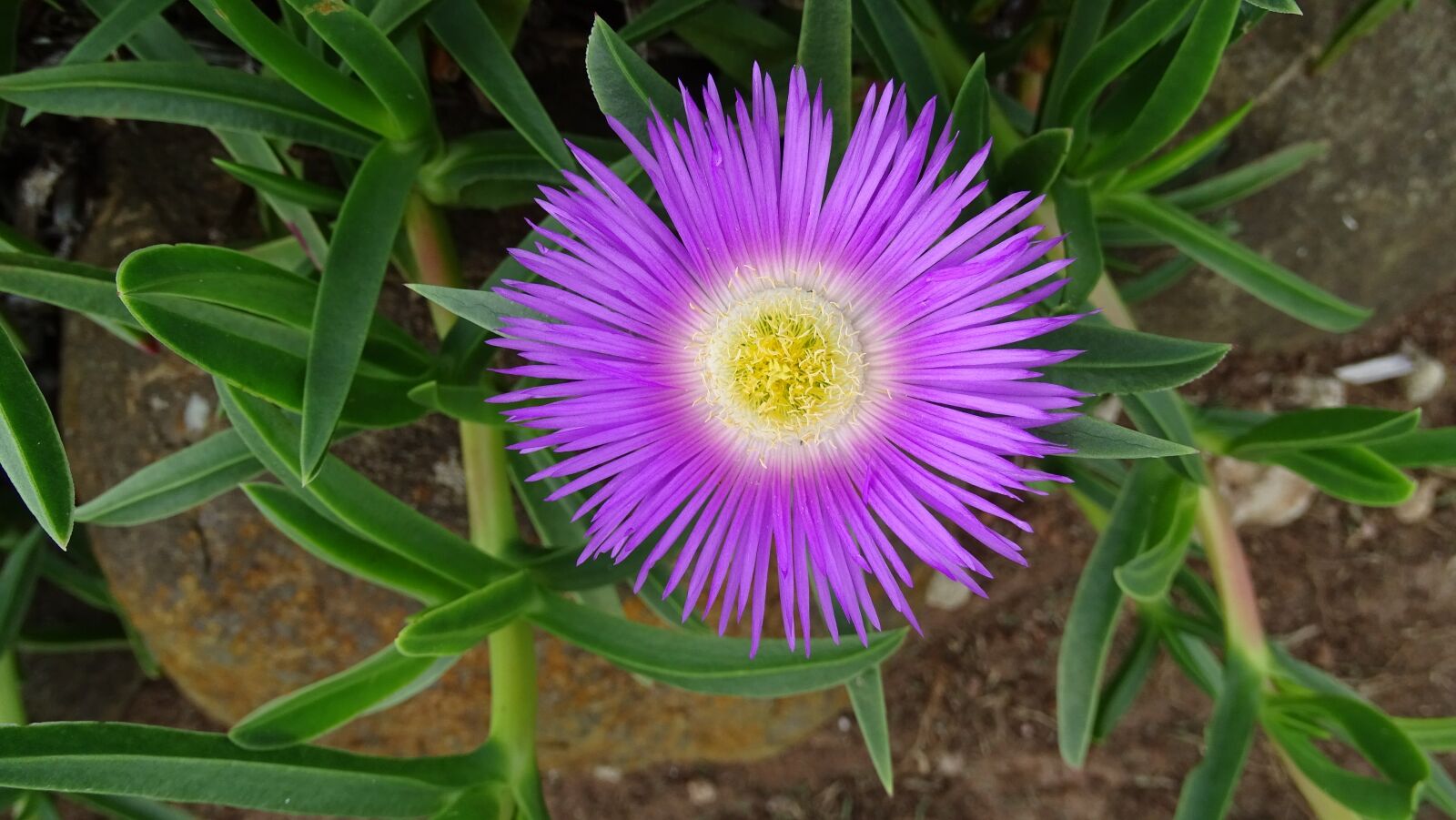 Sony Cyber-shot DSC-HX400V sample photo. Flower, lilac, macro photography