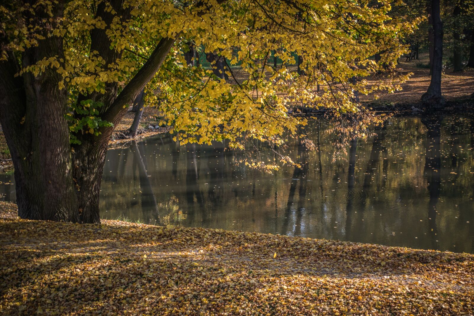 Nikon D5300 sample photo. Autumn, park, foliage photography