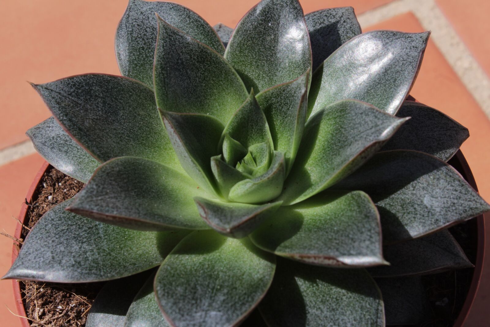 Canon EOS 1200D (EOS Rebel T5 / EOS Kiss X70 / EOS Hi) sample photo. Rosette, succulent, leaves photography