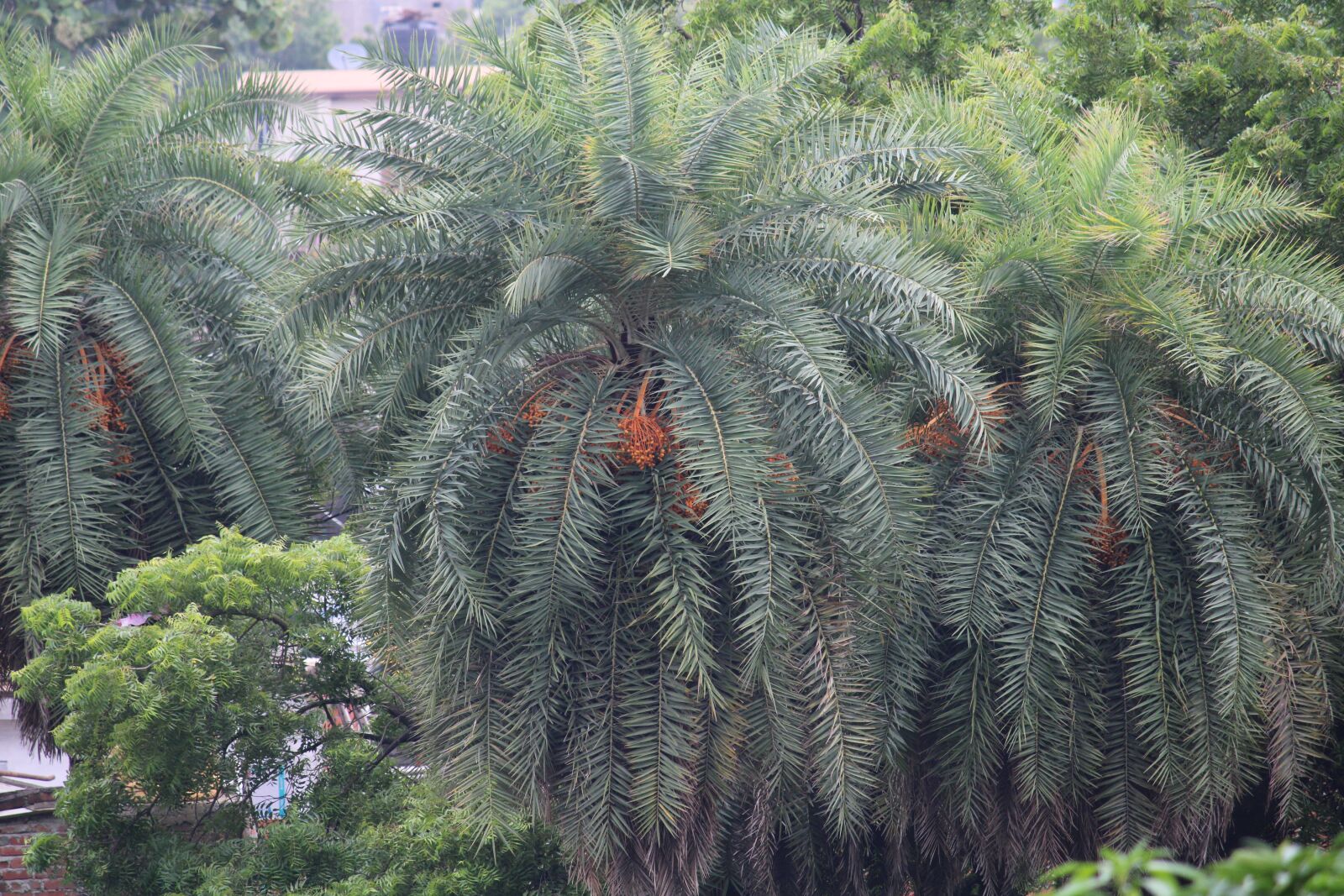 Canon EF-S 55-250mm F4-5.6 IS II sample photo. Nature, palm, dates photography