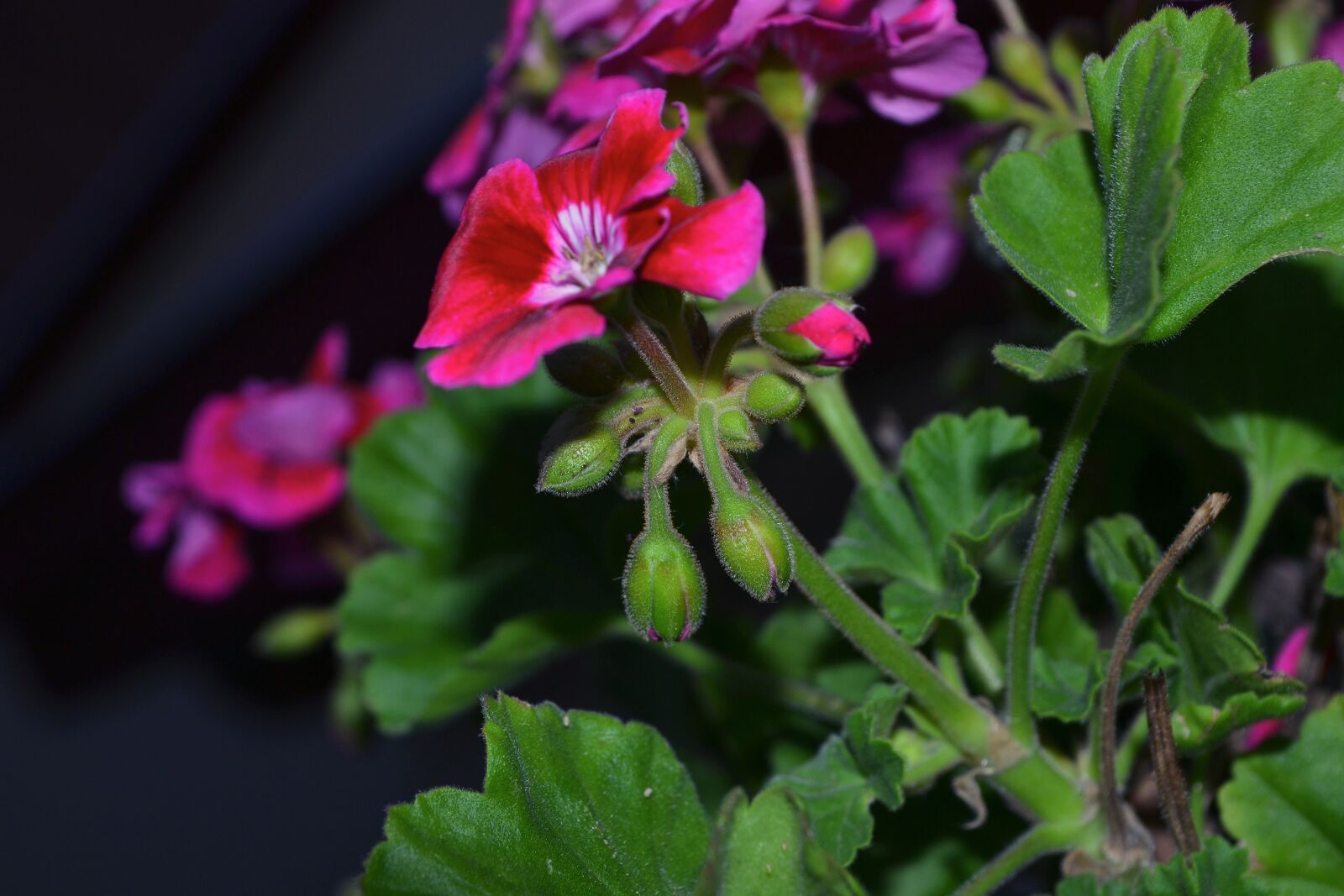 Nikon D3100 sample photo. Flower, plant, flowers photography