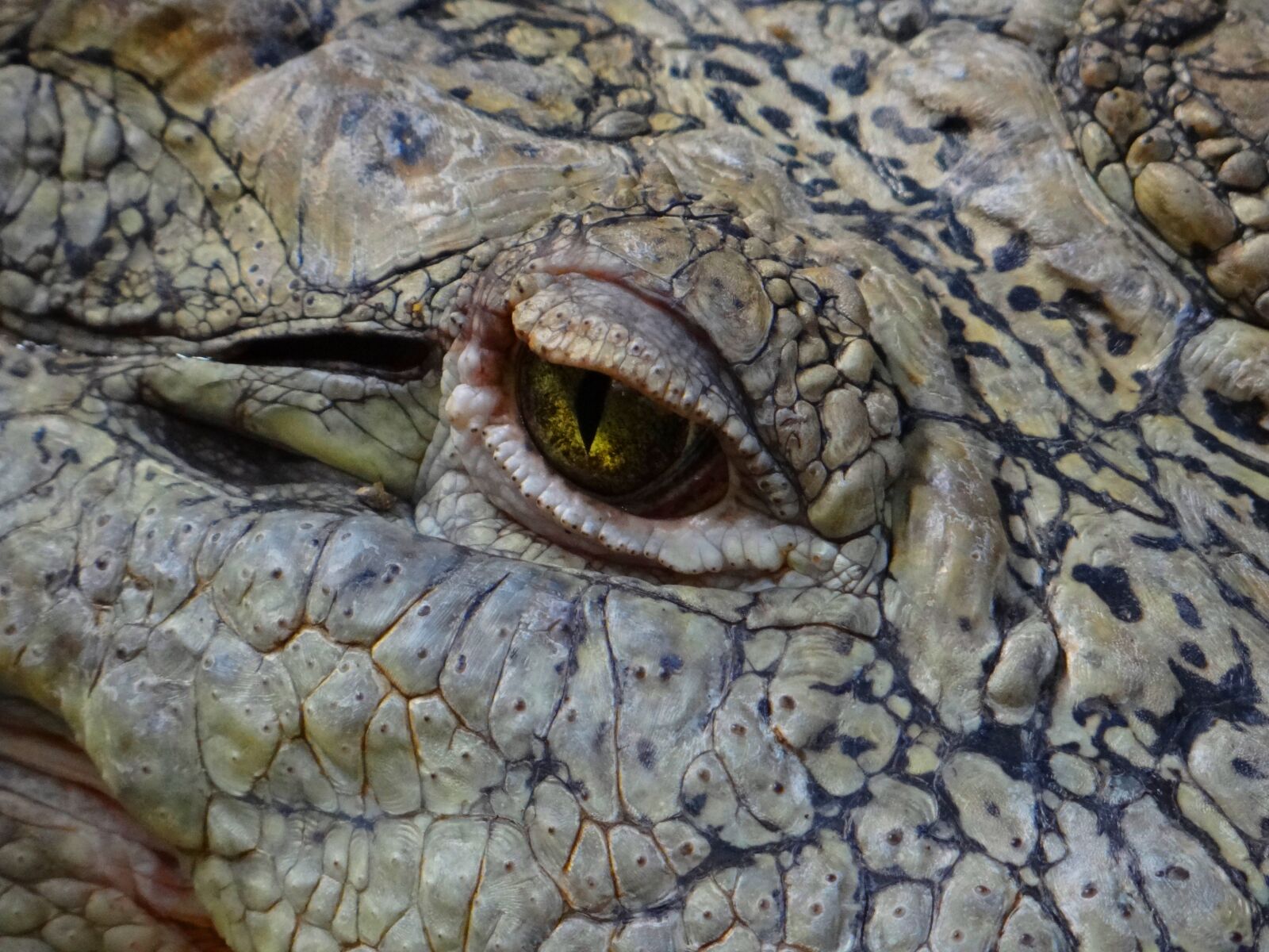 Sony Cyber-shot DSC-HX100V sample photo. Alligator, wild, animal photography