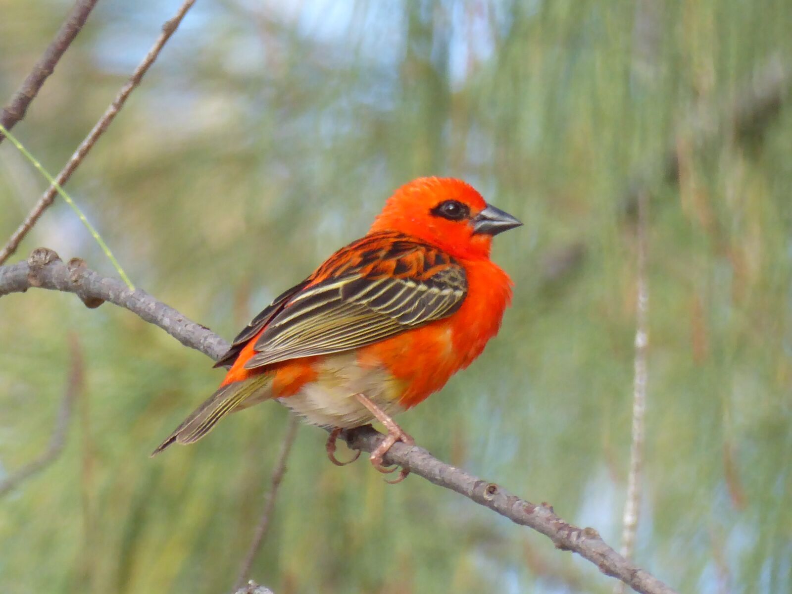 Panasonic Lumix DMC-ZS50 (Lumix DMC-TZ70) sample photo. Red cardinal, branch, mauritius photography