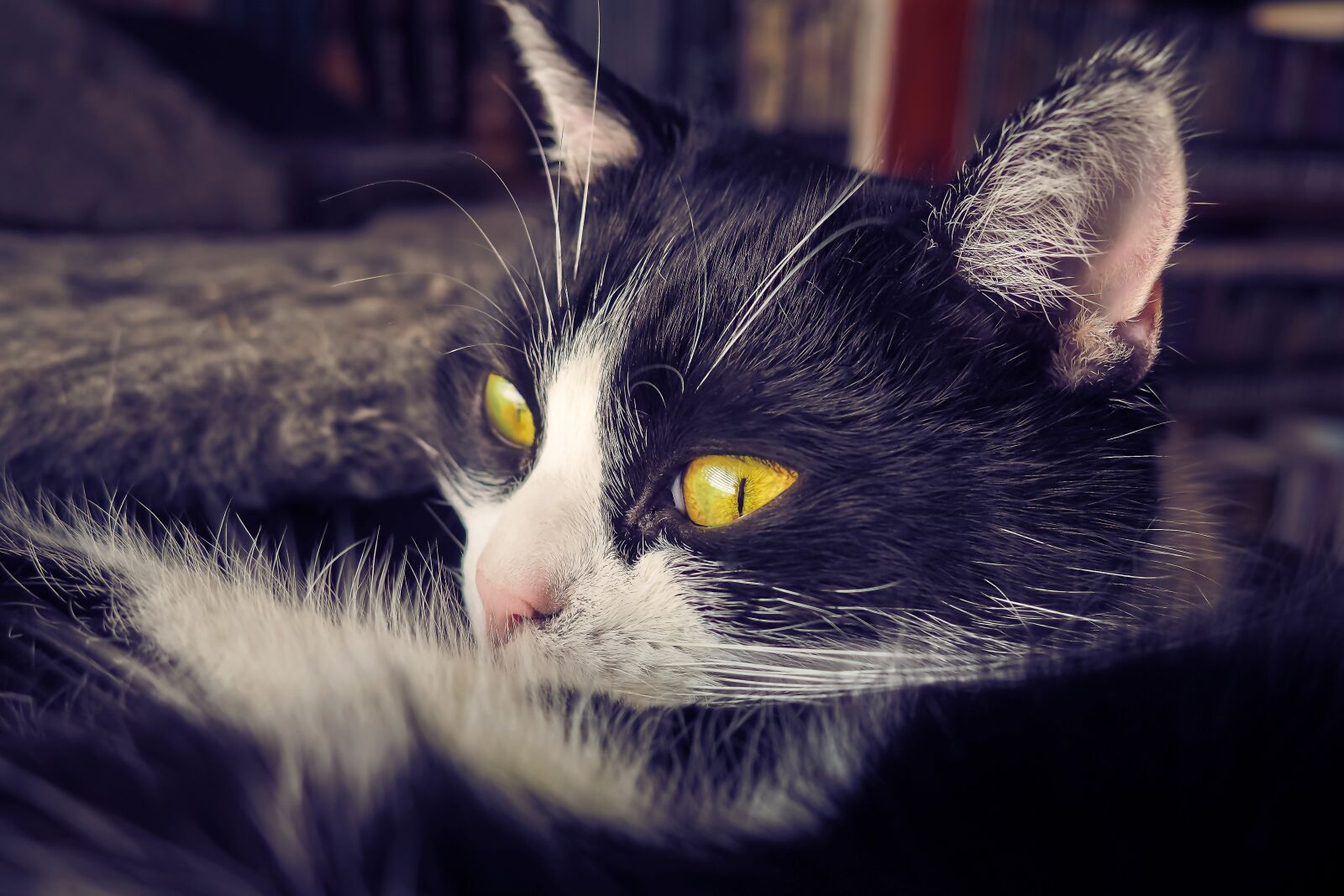Olympus OM-D E-M10 sample photo. Cat, animal, pet photography