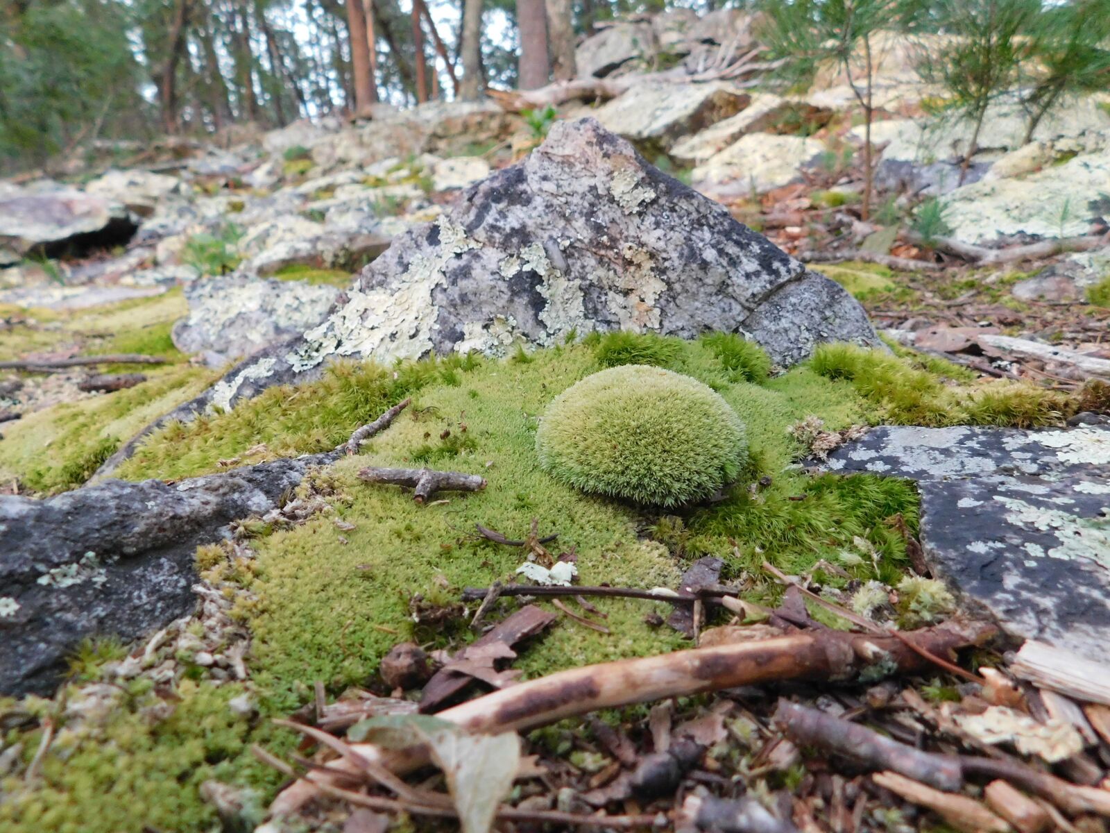 Nikon Coolpix B500 sample photo. Nature, moss, forest photography
