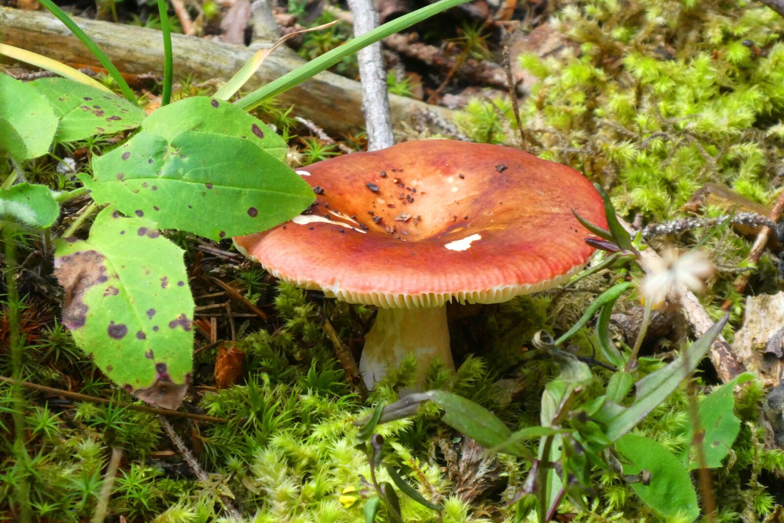 Panasonic Lumix DC-ZS70 (Lumix DC-TZ90) sample photo. Mushroom, summer, nature photography