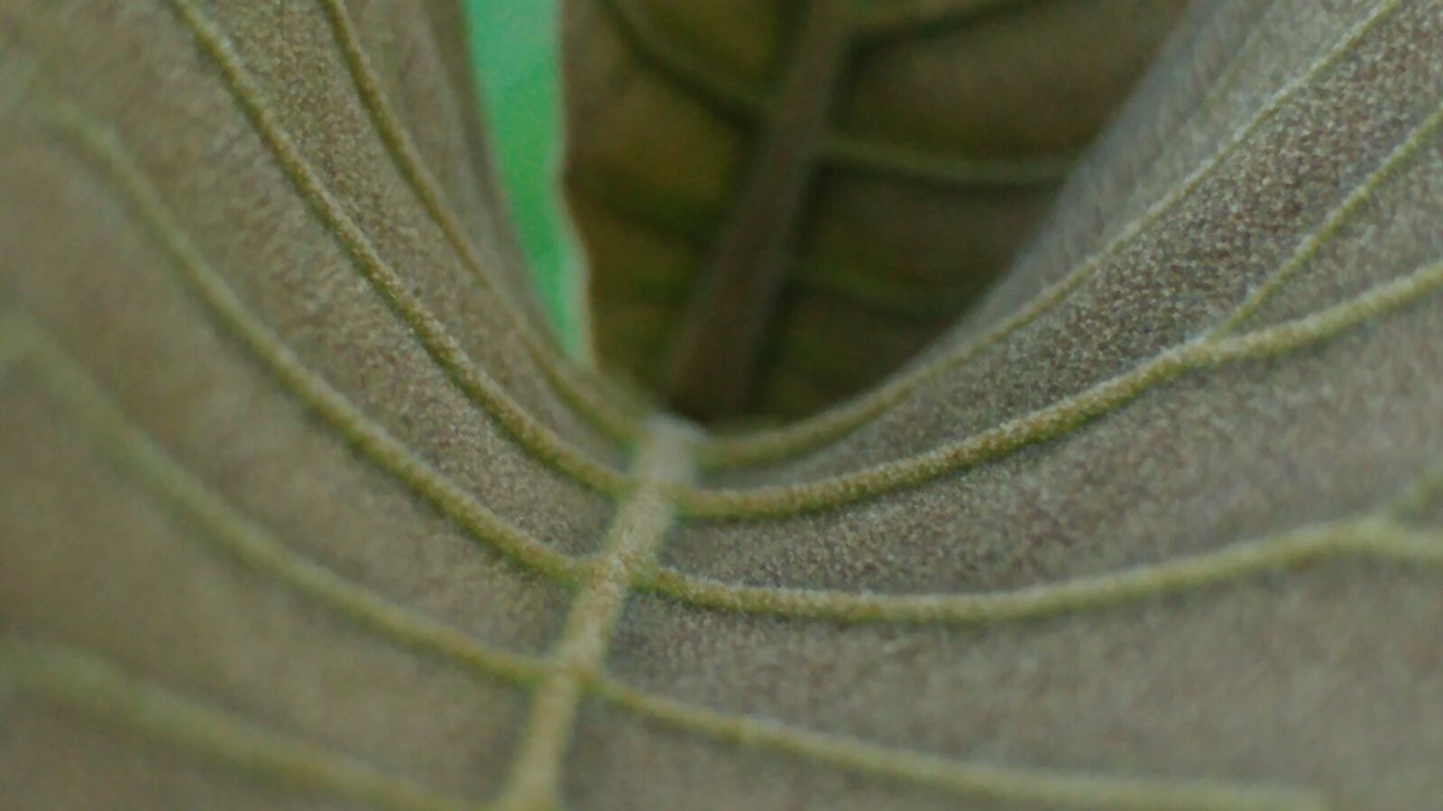 LG G5 sample photo. Grey leaves, mesopodium, petiolus photography