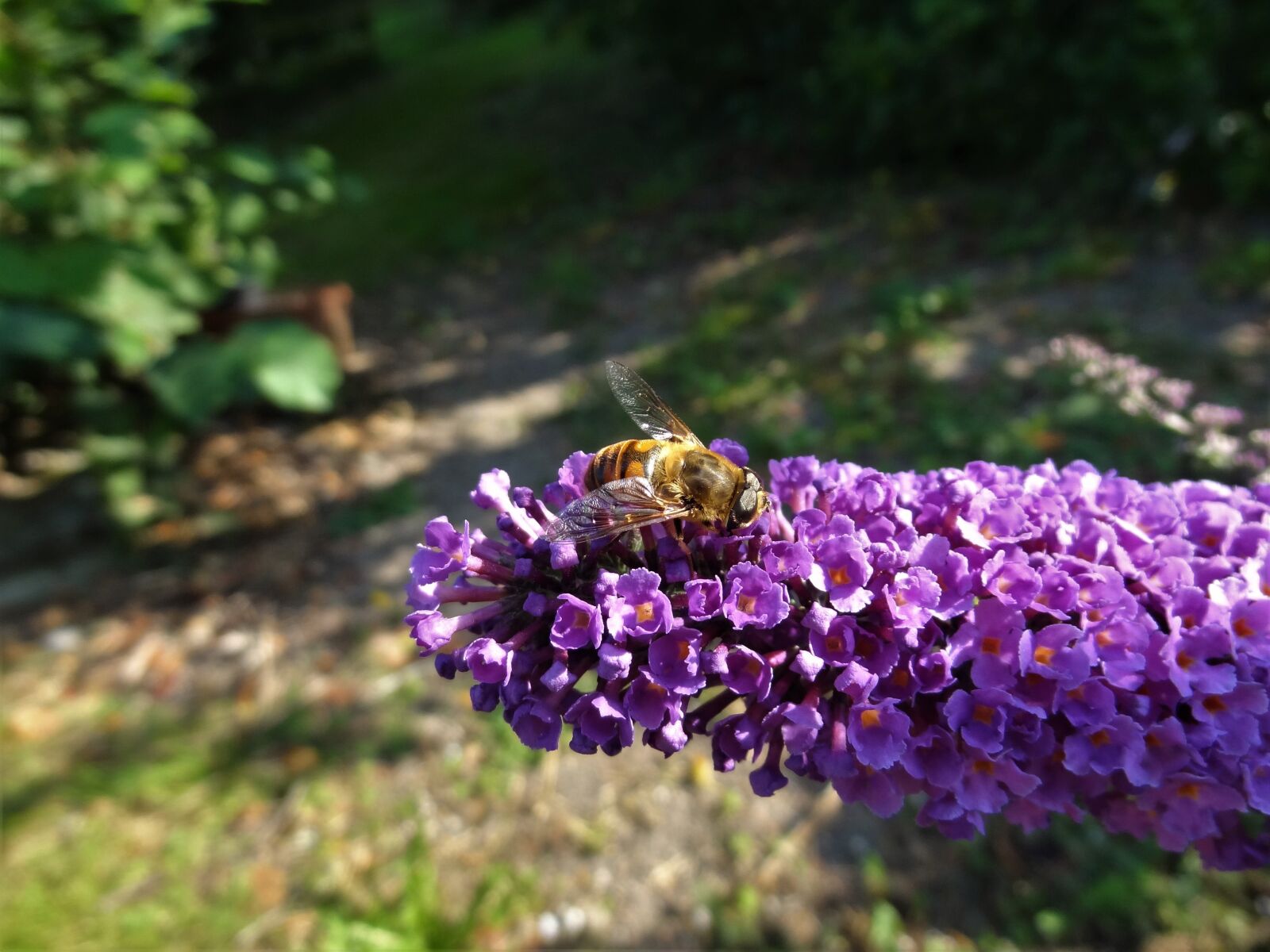Sony Cyber-shot DSC-HX9V sample photo. Bee, honeybee, buddleia photography