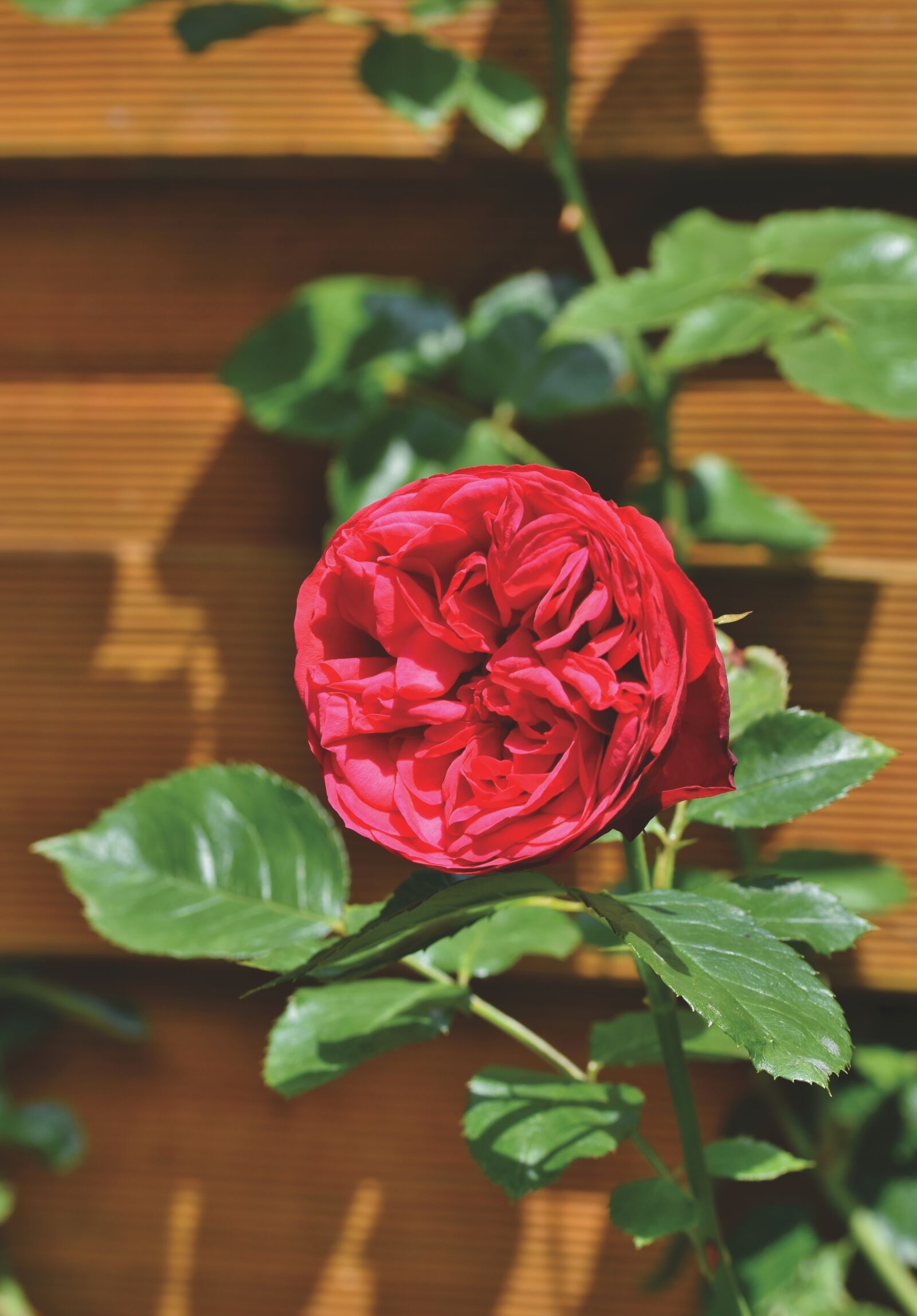 Nikon D7200 sample photo. Flower, rose, petals photography