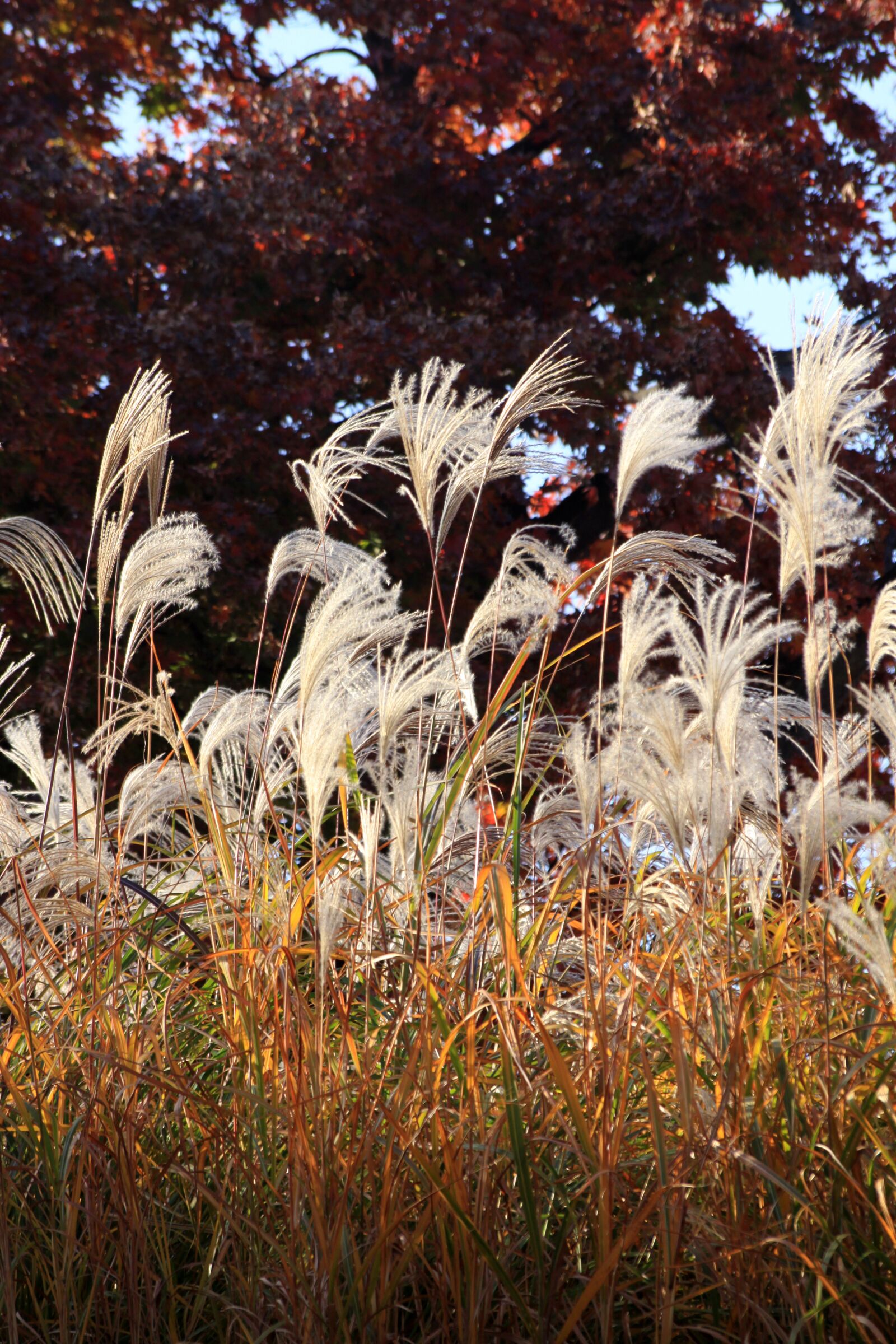 Canon EOS 50D sample photo. Reed, nature, scenery photography